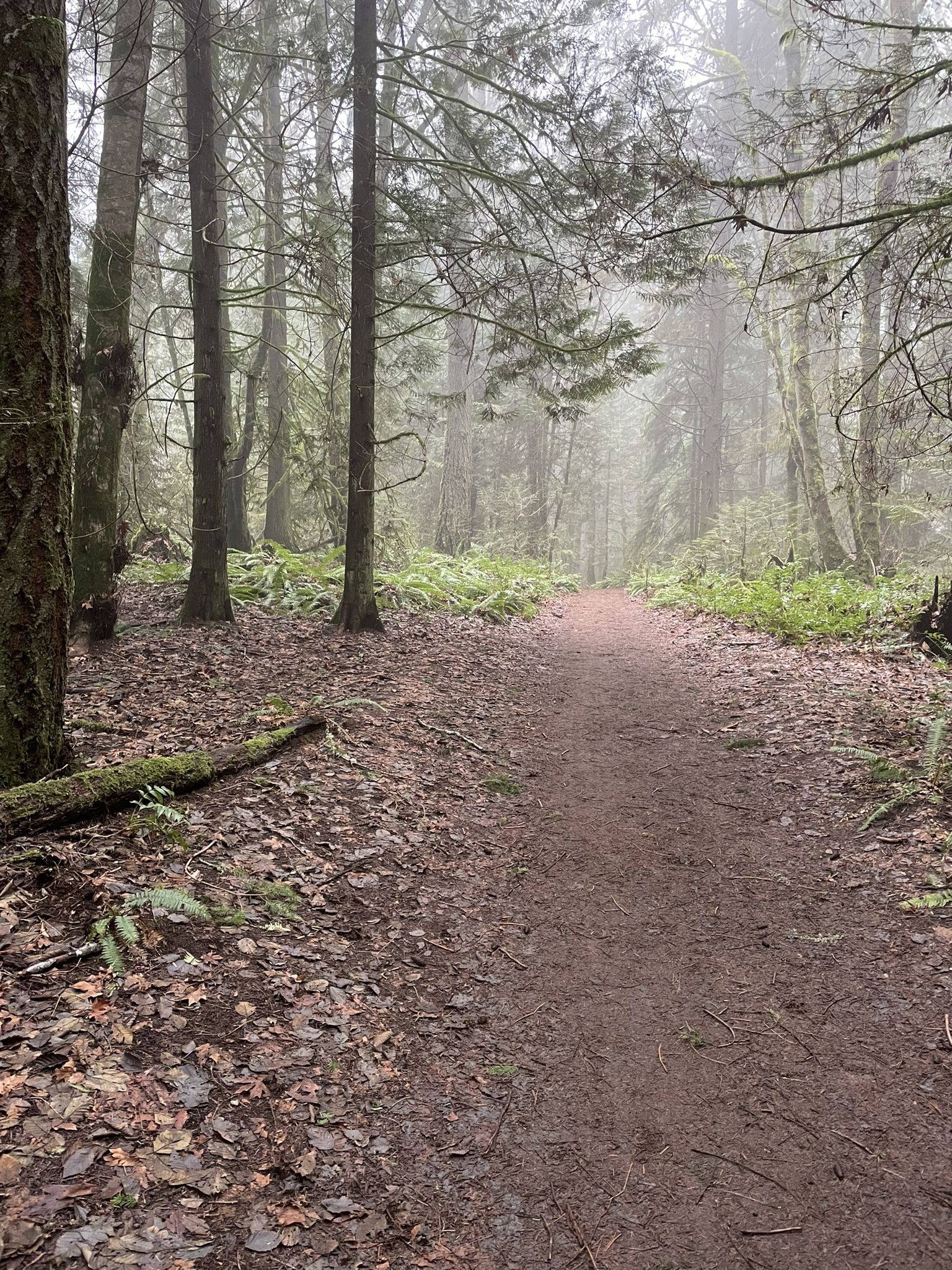 A dirt path winds through a misty, fern-filled forest on an overcast day. - Gazzam Lake Main Trail – Gazzam Lake loop from Gazzam Lake Nature Preserve