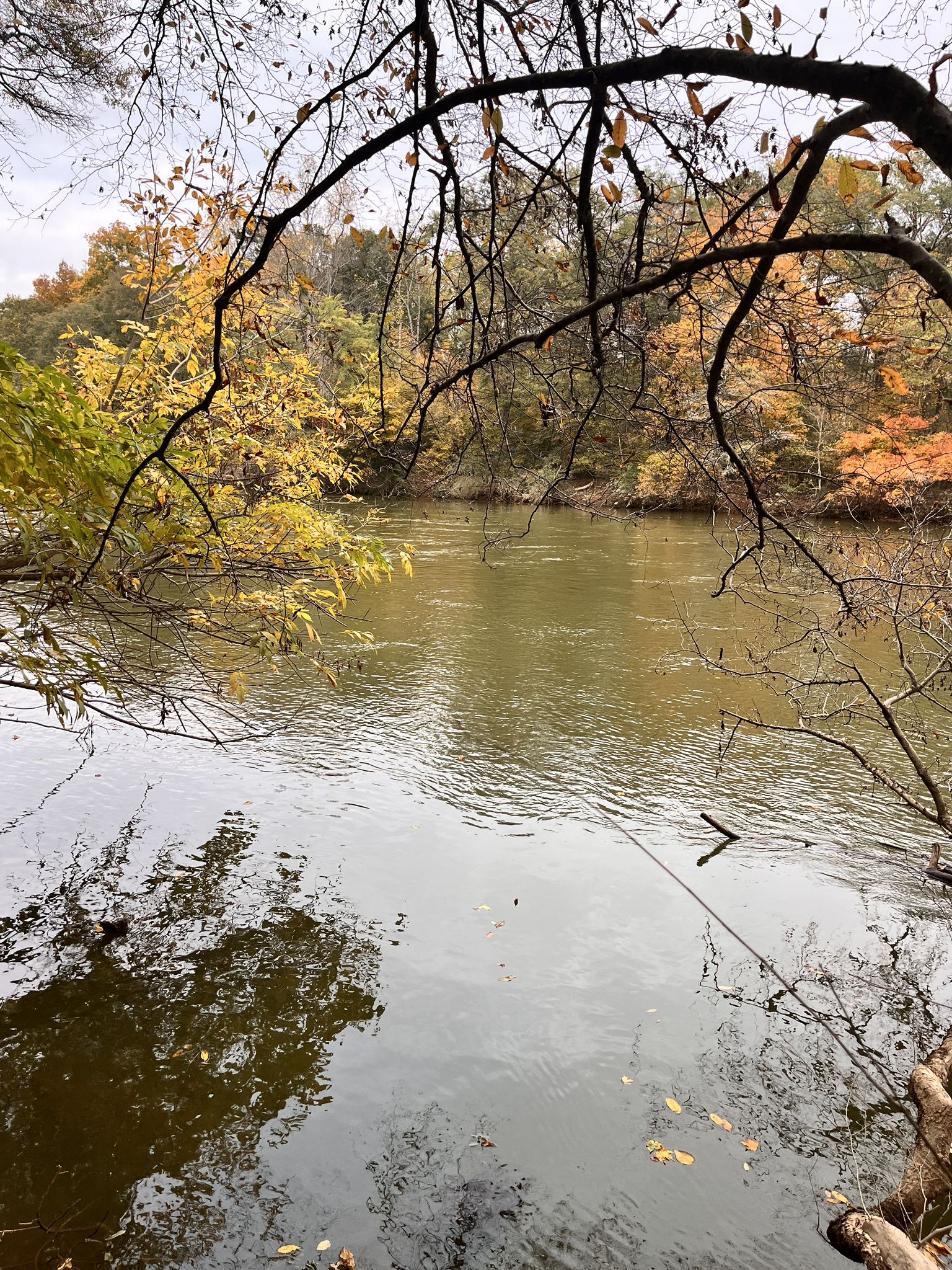 Overcast view of a river framed by trees with vibrant autumn foliage. - Island Ford Loop Trail