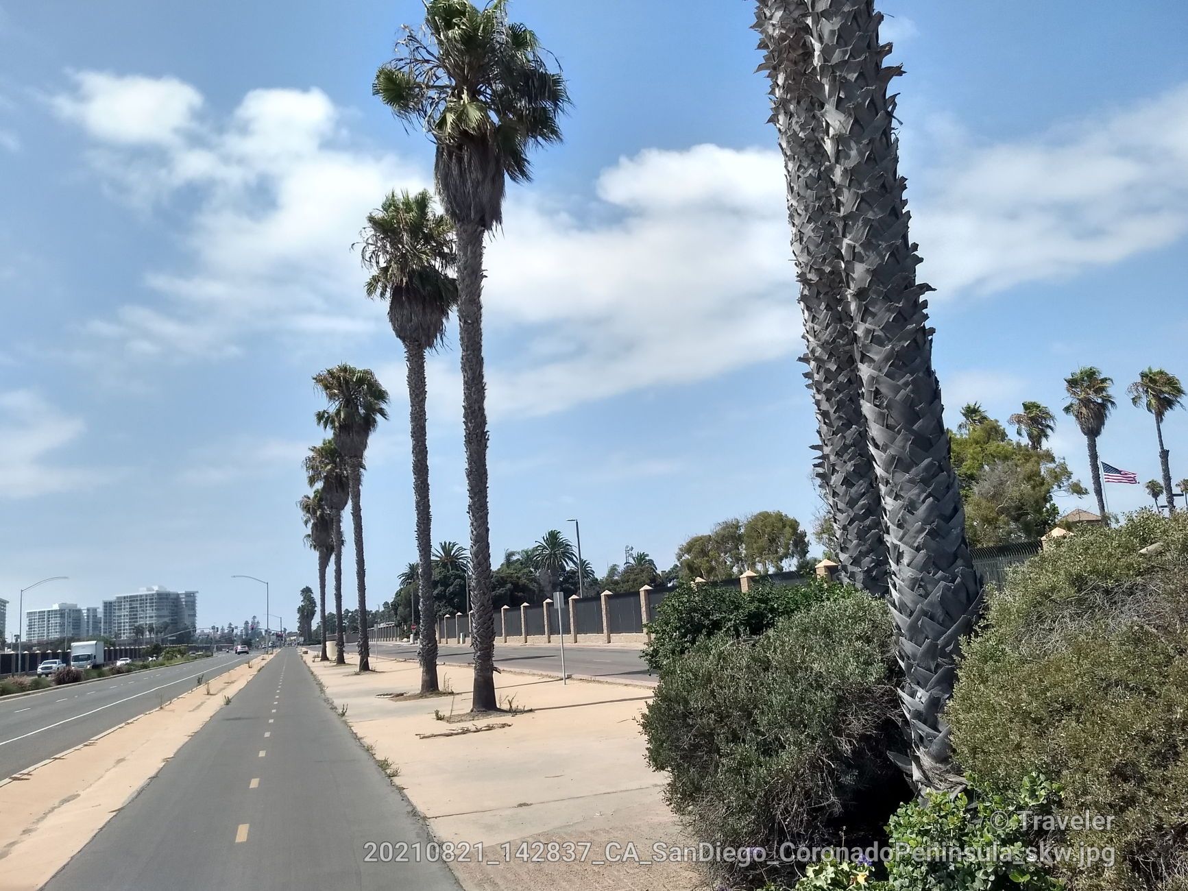 Tall palm trees line a sunny road and sidewalk with distant buildings. - Bayshore Bikeway