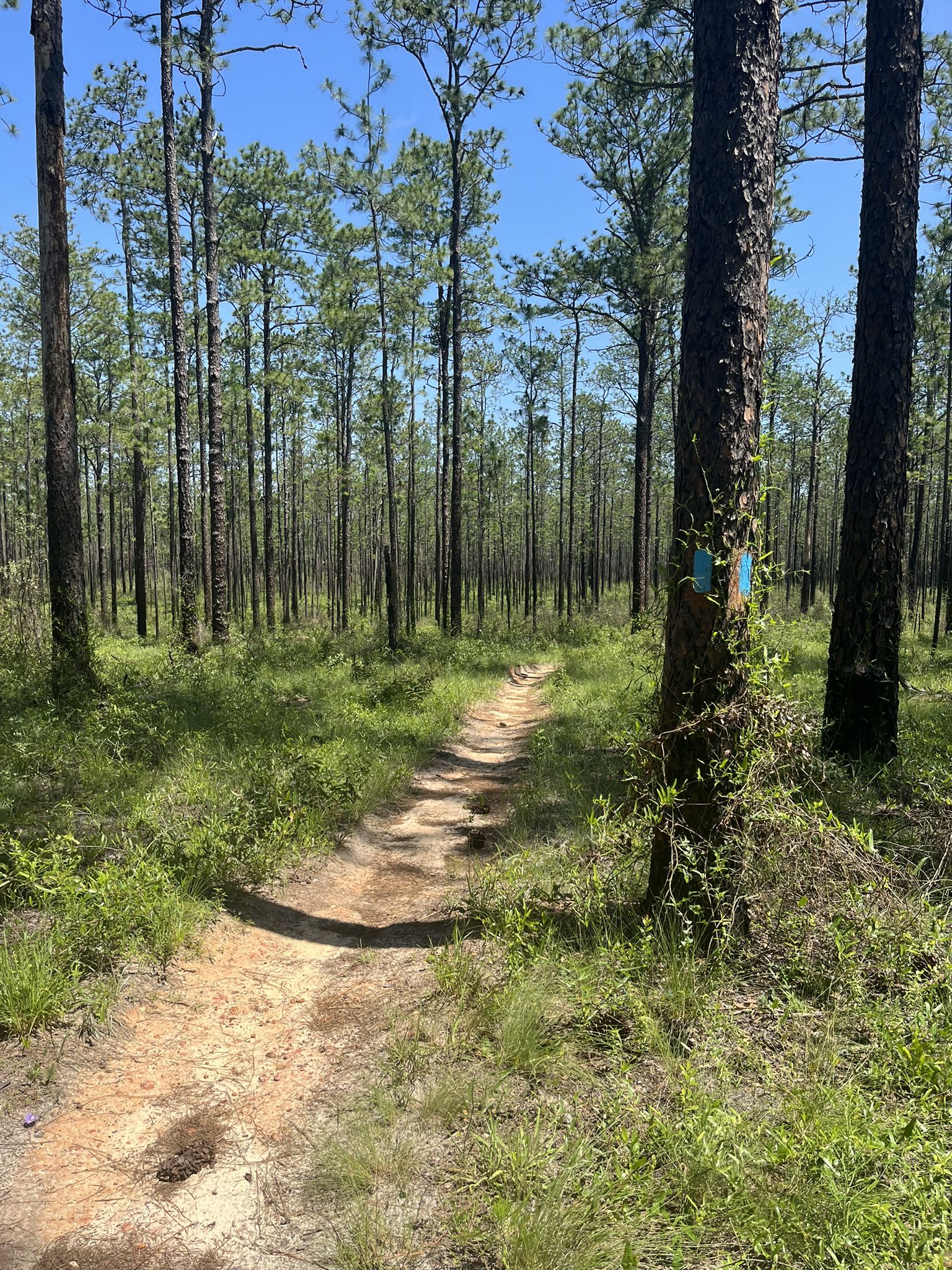 A sunlit dirt path winds through a dense pine forest with green undergrowth. - Munson Hills and Twilight Loop