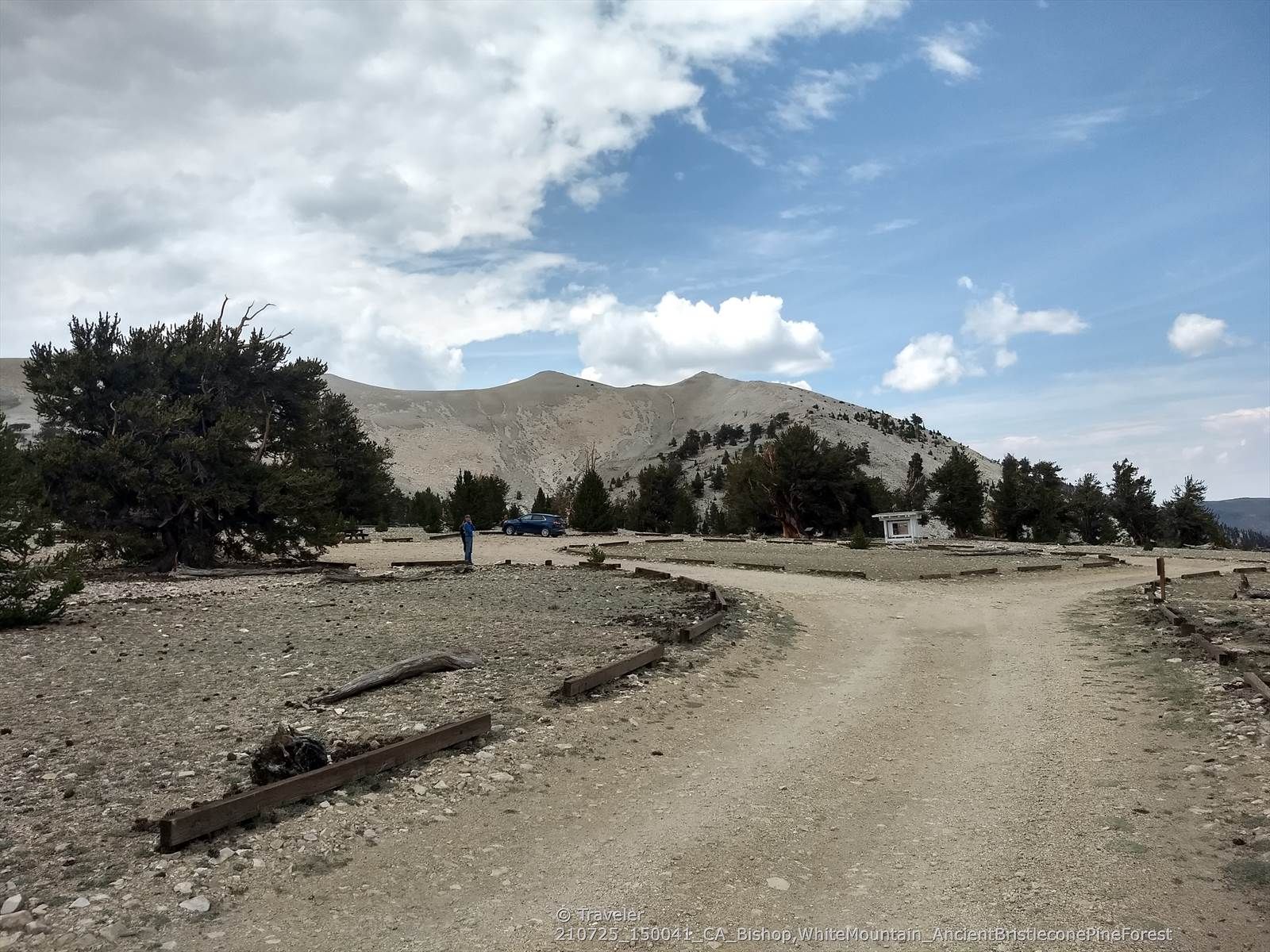 Dirt road forks towards a distant mountain with scattered pine trees. - Patriarch Grove Trail