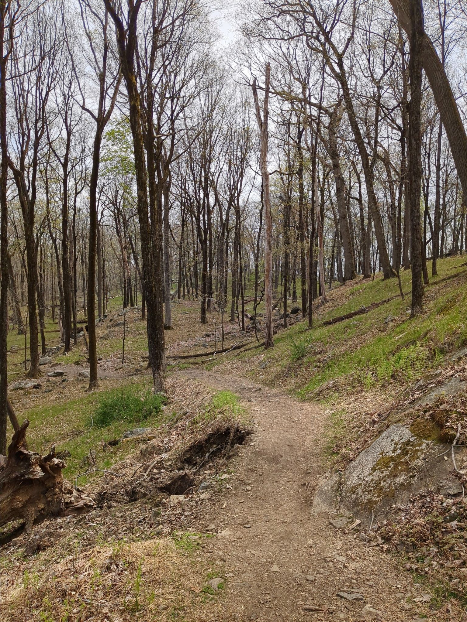 Uphill dirt path through a forest of tall, bare trees. - Lake Skannatati and Island Pond Loop