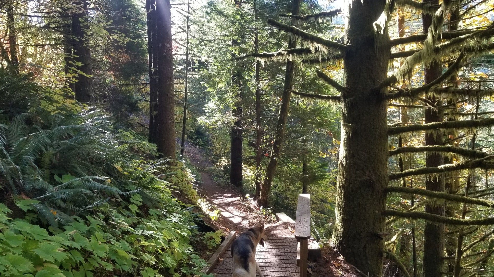 Dog walking on a sun-dappled forest trail with ferns and tall trees. - Gales Creek and Storey Burn Trail Loop