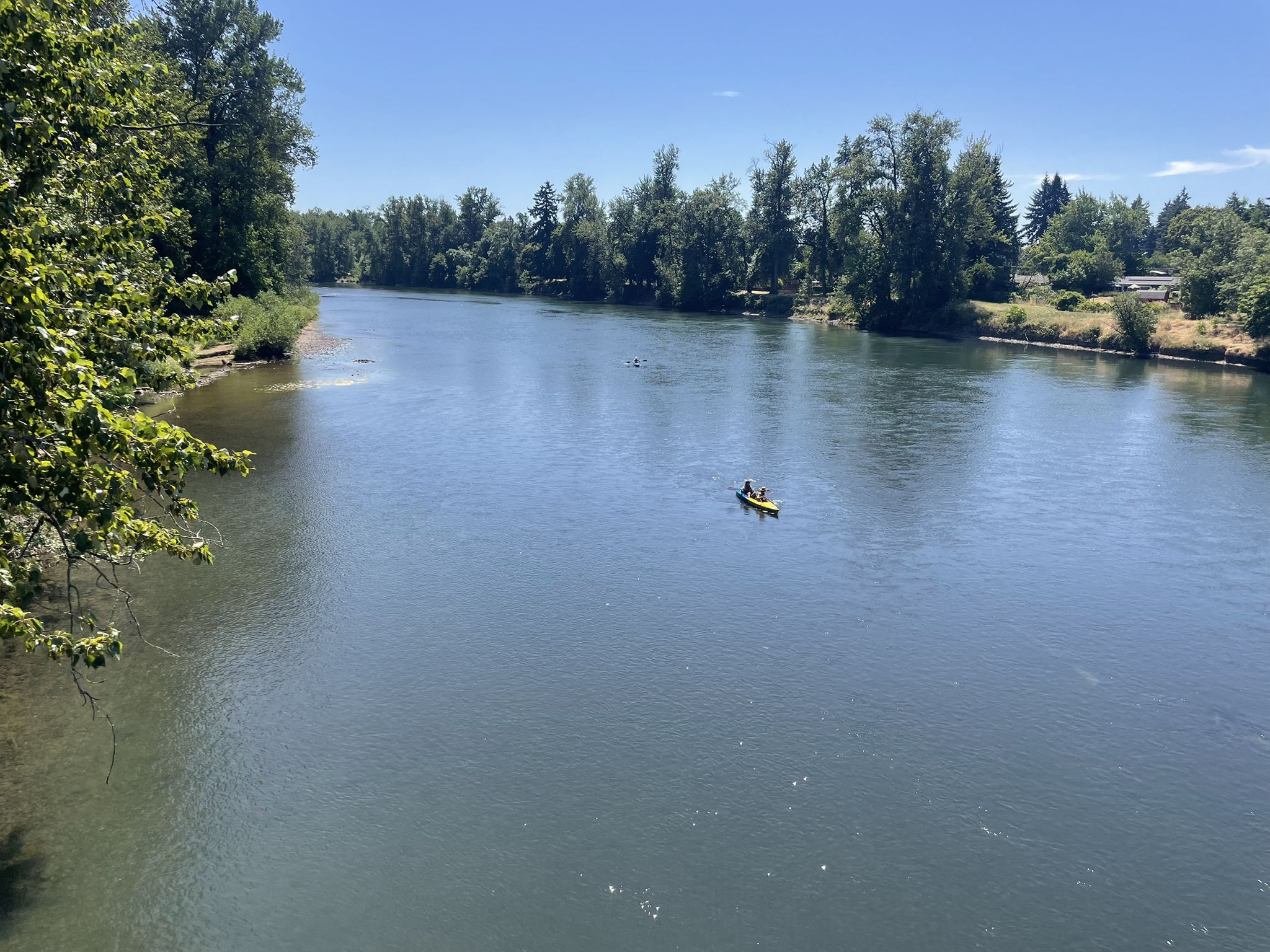 A person kayaks on a wide, calm river surrounded by lush trees. - Willamette River Bank loop