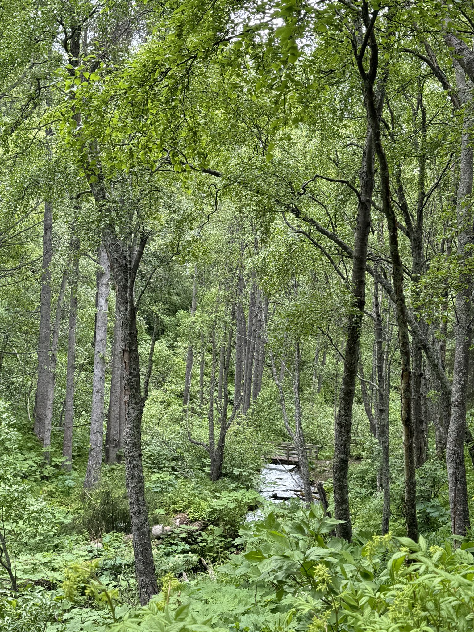 Lush green forest with a small stream flowing through the dense undergrowth. - Rainbow Peak Trail