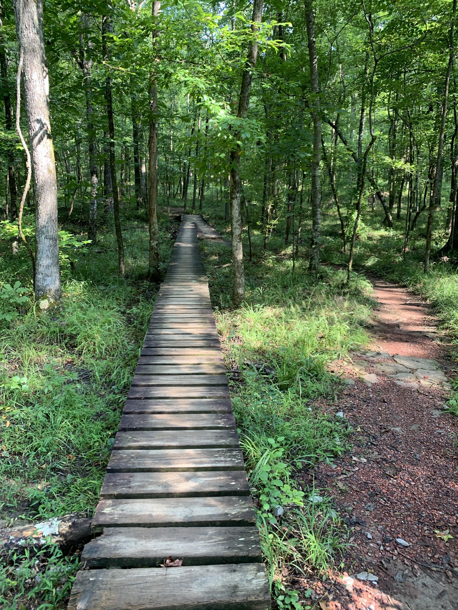 Wooden boardwalk path through a lush green forest, dirt path alongside. - Oak Mountain Lake Trail loop from South Trailhead