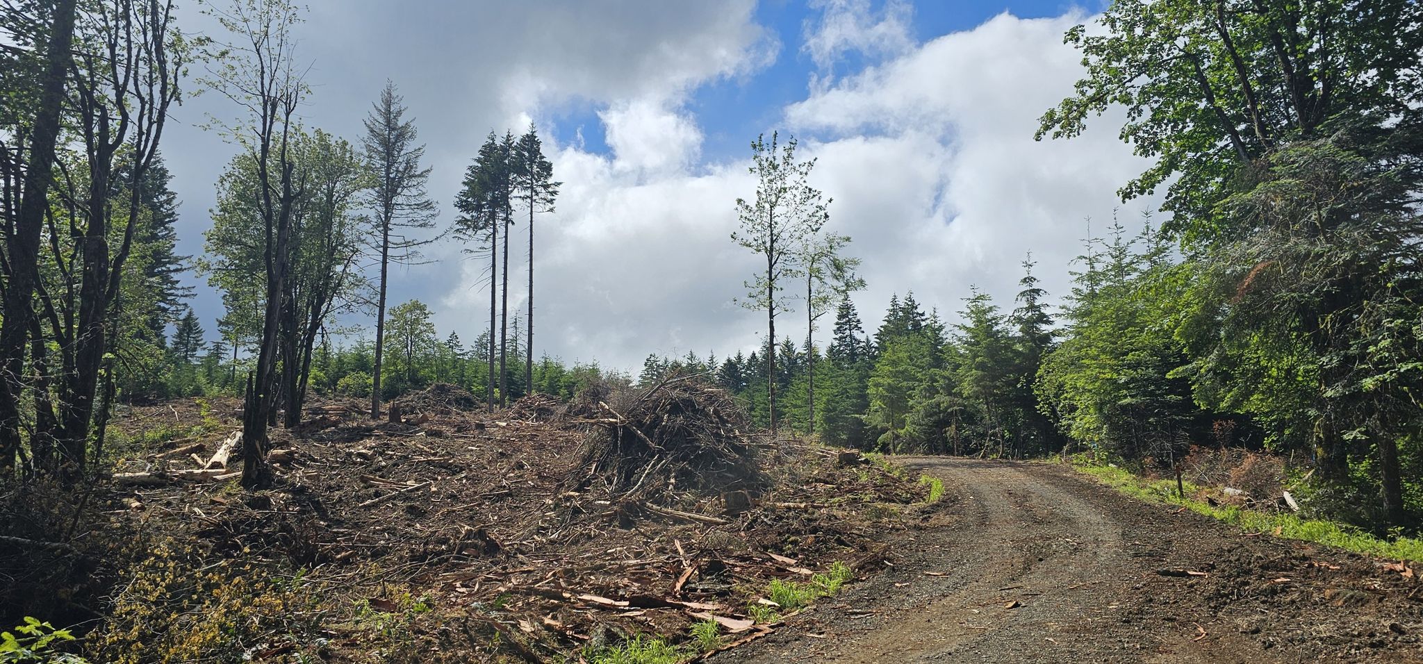 A wide dirt road next to a clear-cut forest under a cloudy sky. - Mountainbike loop from Oak Creek Trailhead