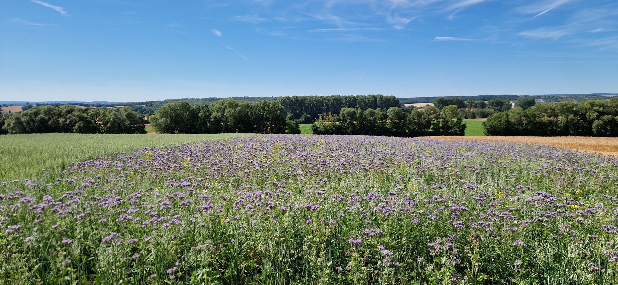 Hier hat man einen tollen Blick auf die Voreifel
