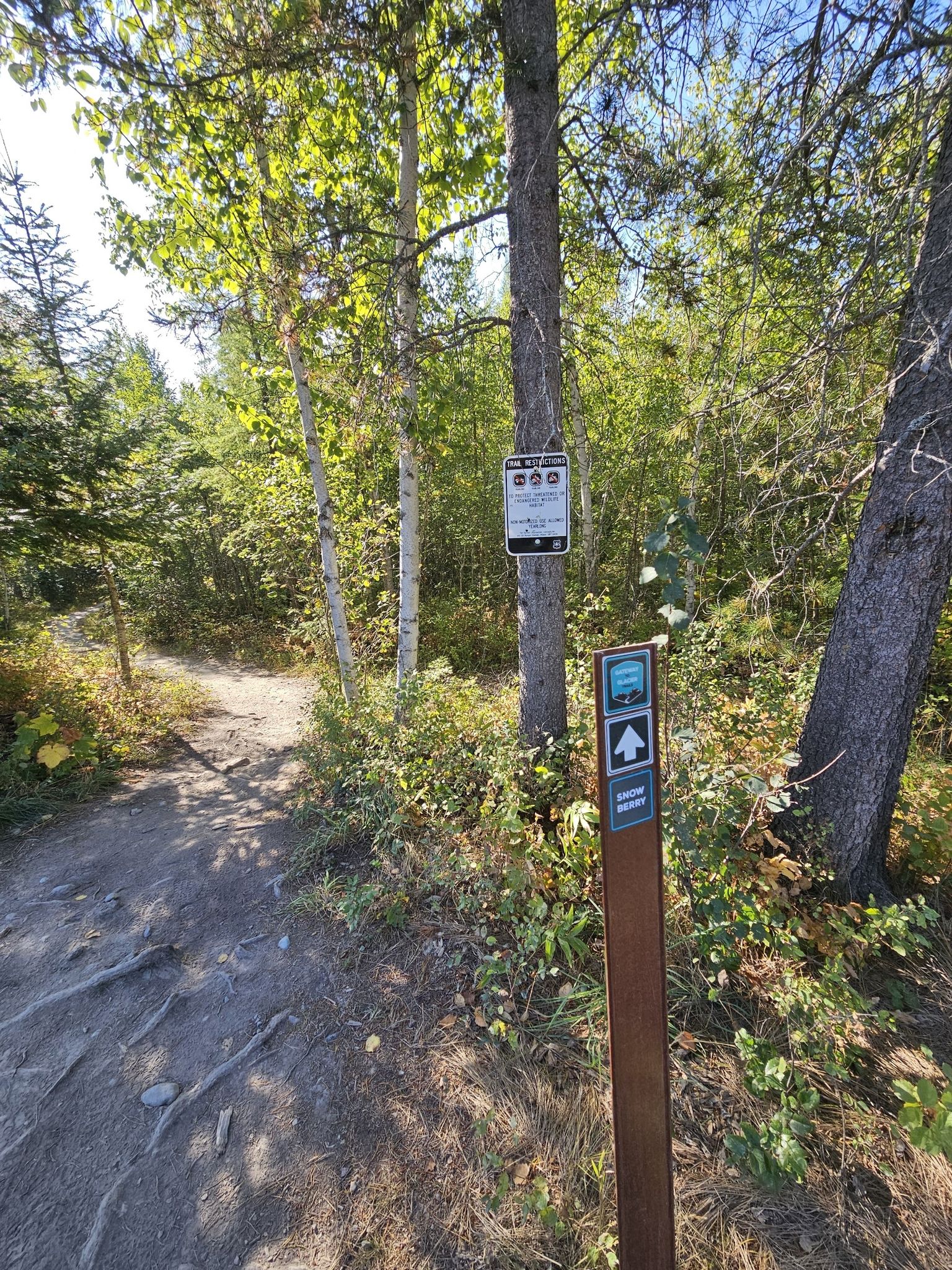 A sunlit dirt path through a forest with a wooden trail marker. - Cedar Flats Loop