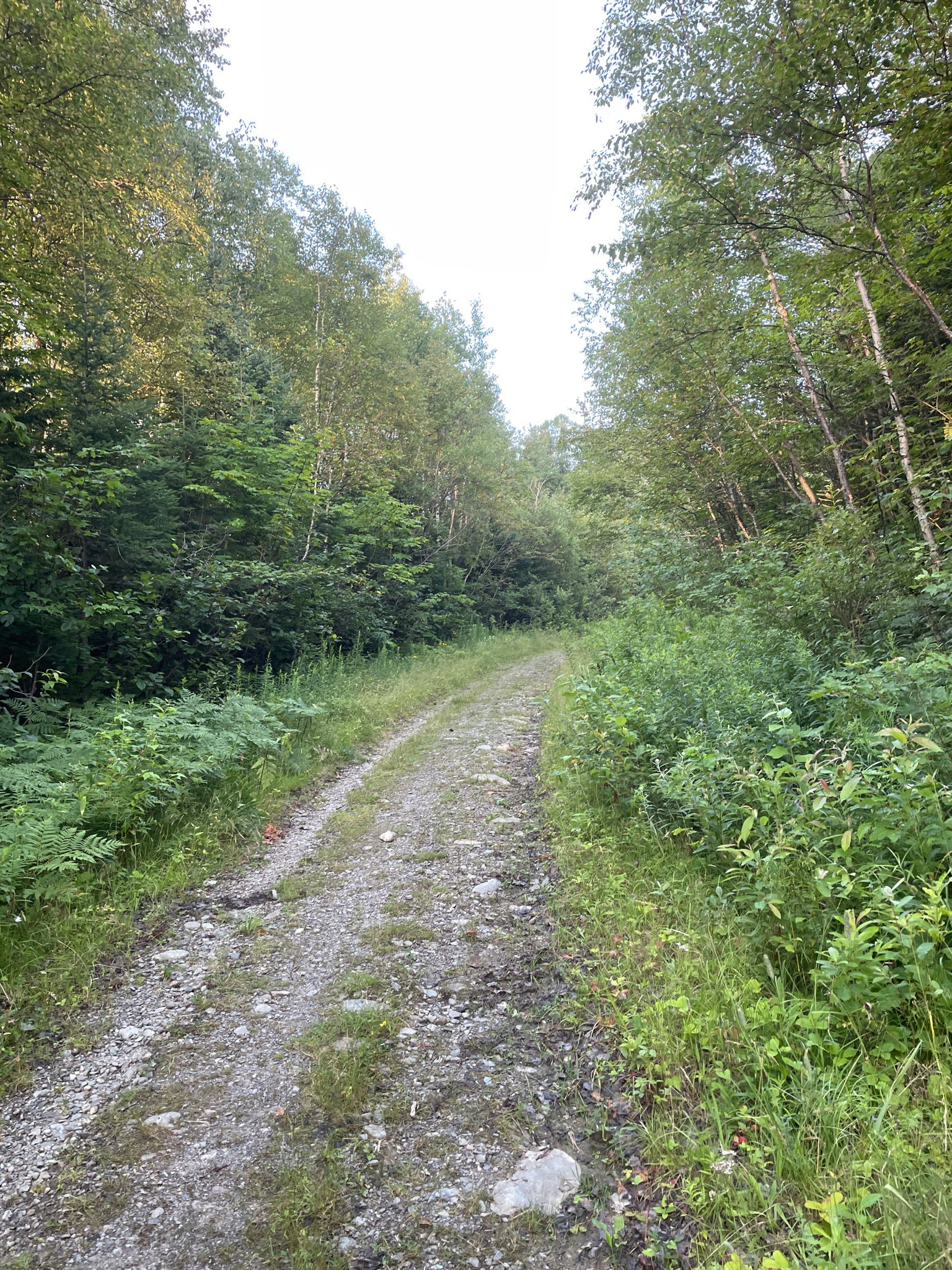 A wide gravel path winding through a dense, green forest. - Mount Redington via Caribou Pond Road