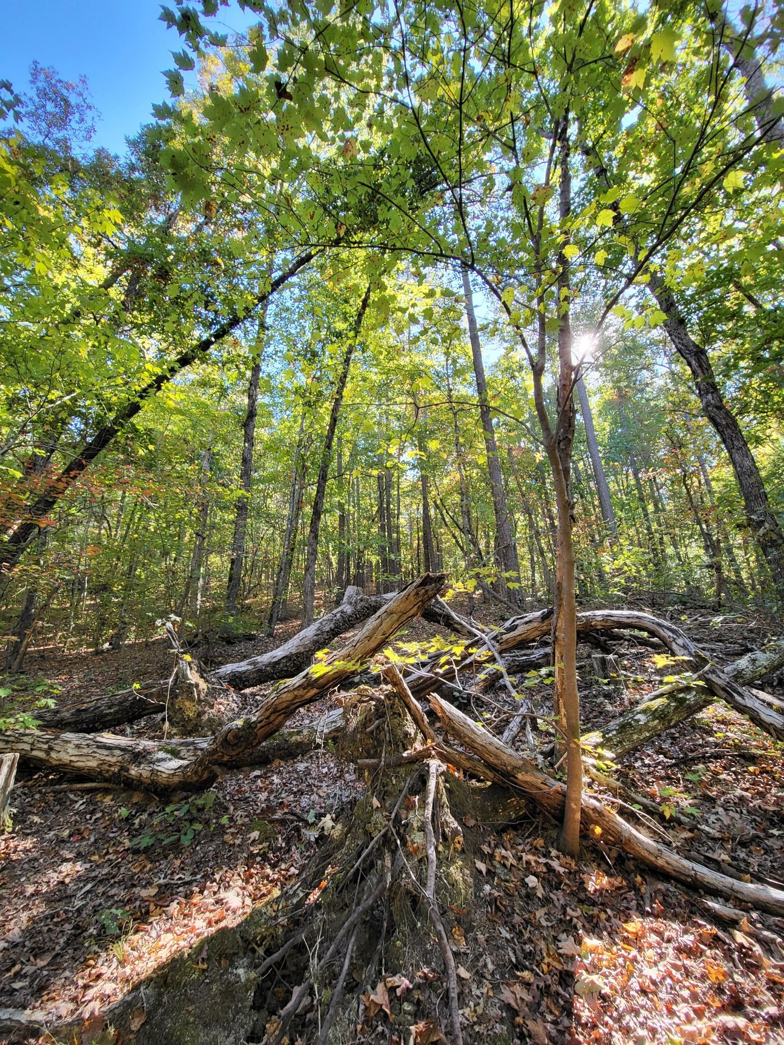 A sunlit forest with many fallen logs and branches on the ground. - Horse Trough Mountain loop from Walker Mountain