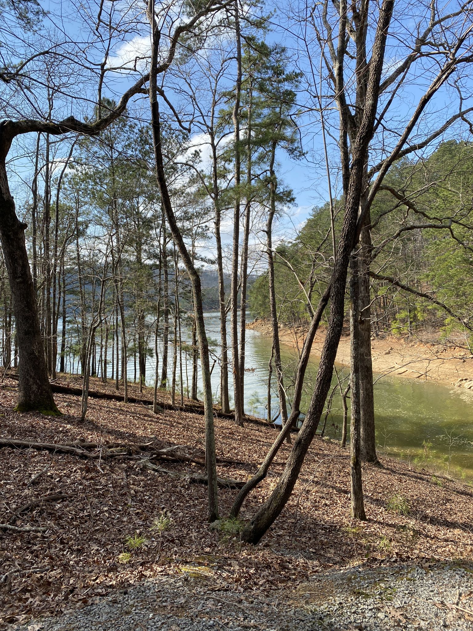 Tall trees on a hillside overlooking a calm lake on a sunny day. - Iron Hill Trail