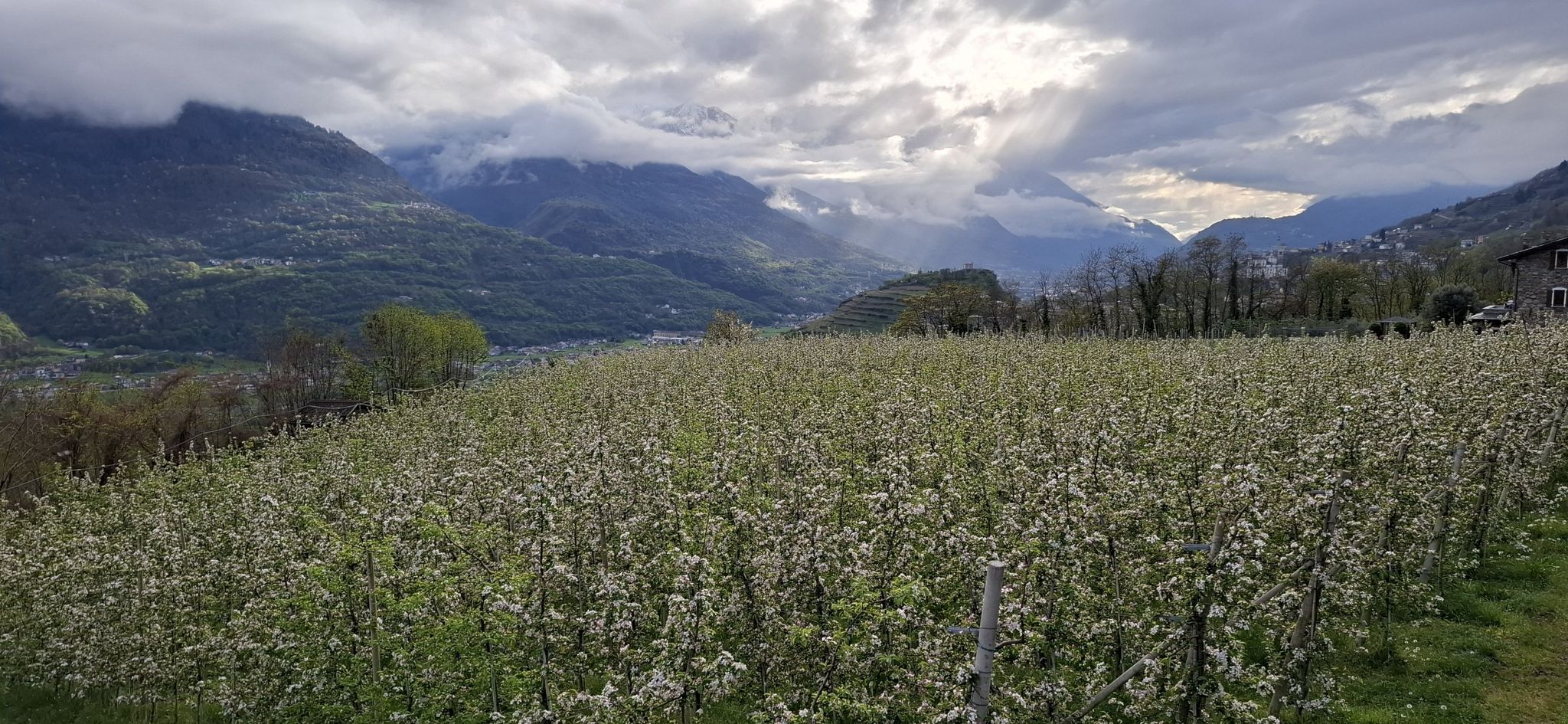 meleto in fiore