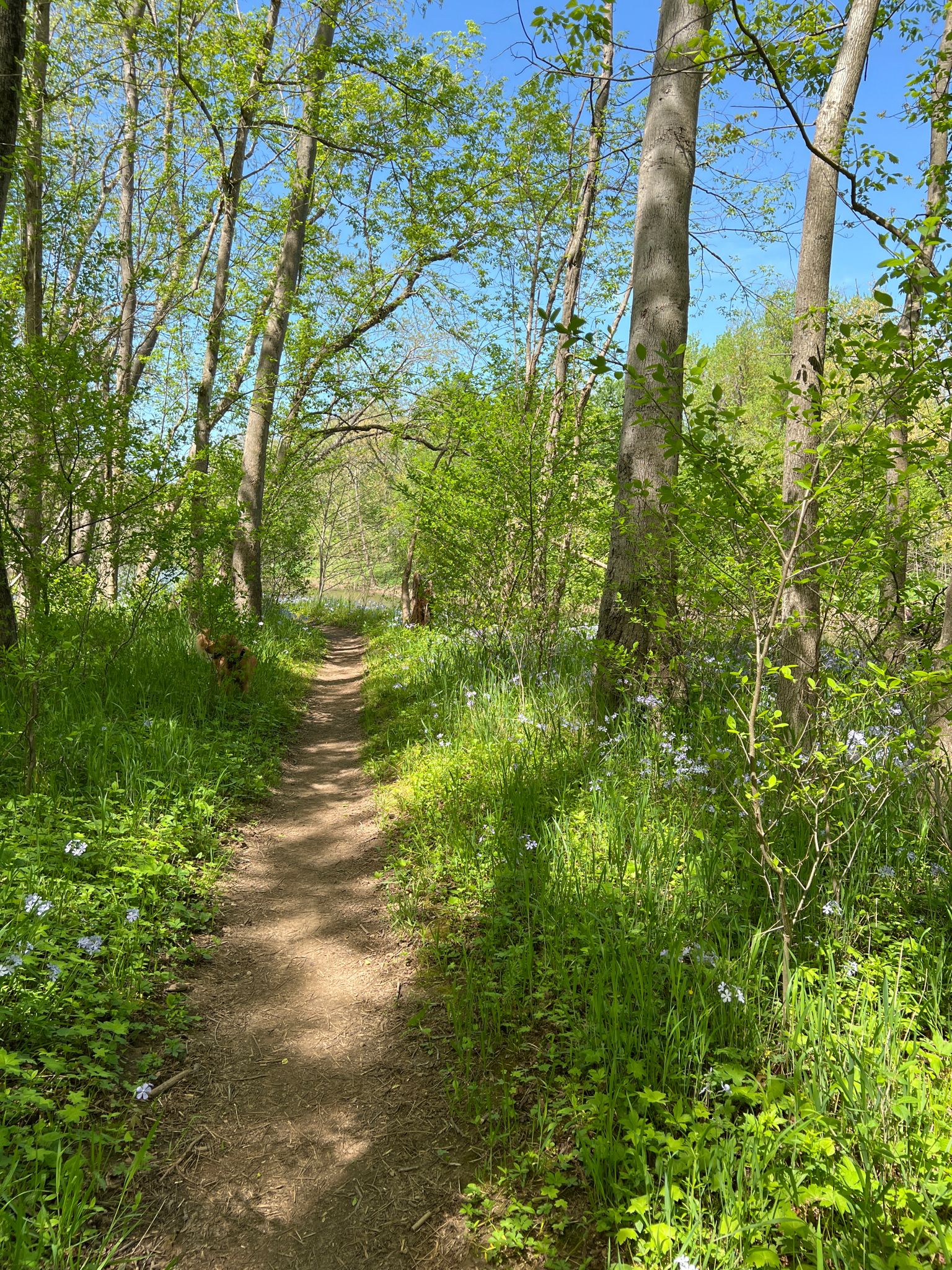 A sunlit dirt path winds through a green forest with small white wildflowers. - Seneca Bridle Trail to Potomac Heritage Trail Loop