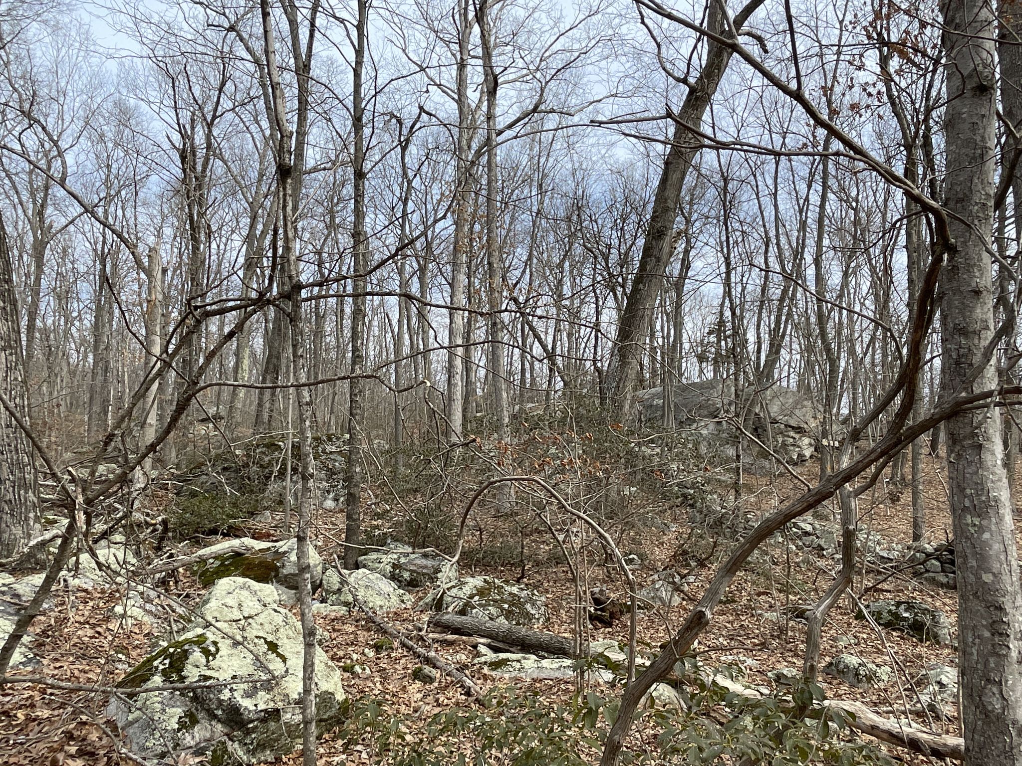 Dense winter forest with bare trees and scattered rocks. - Godfrey and Sap Brook Trail Loop