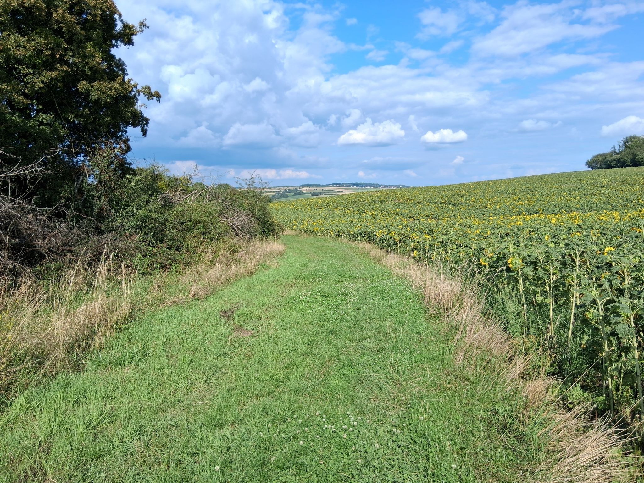 Umleitung / Märchenwaldfeldweg / AS  Sonnenblumen Trail