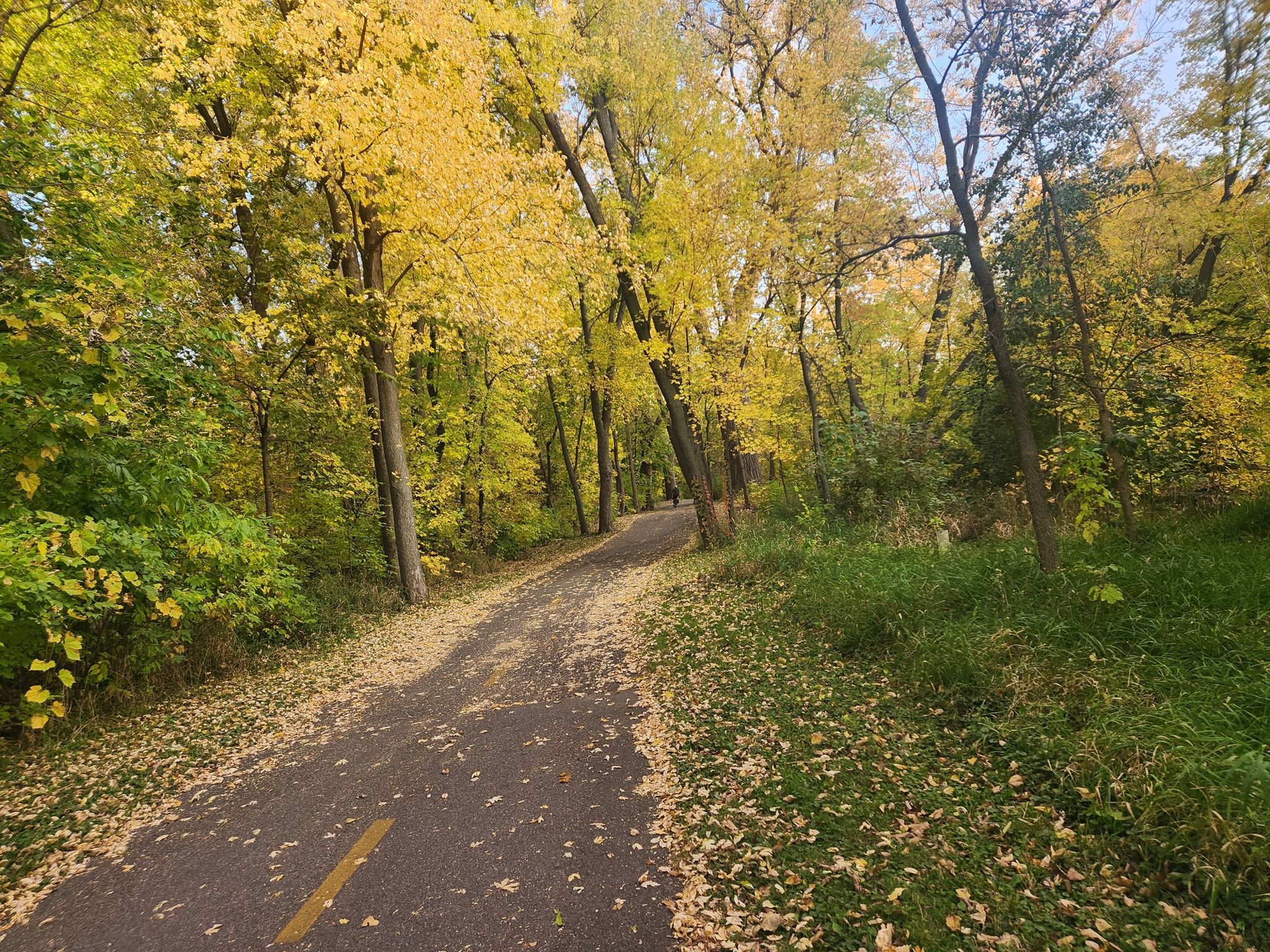 A paved path winds through a forest of vibrant yellow autumn trees. - Grand Rounds National Scenic Byway