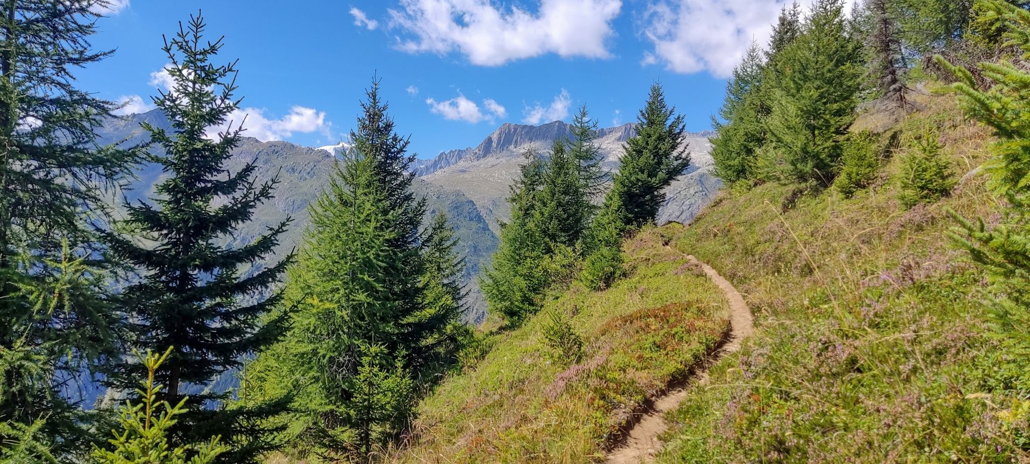 Junge Wald