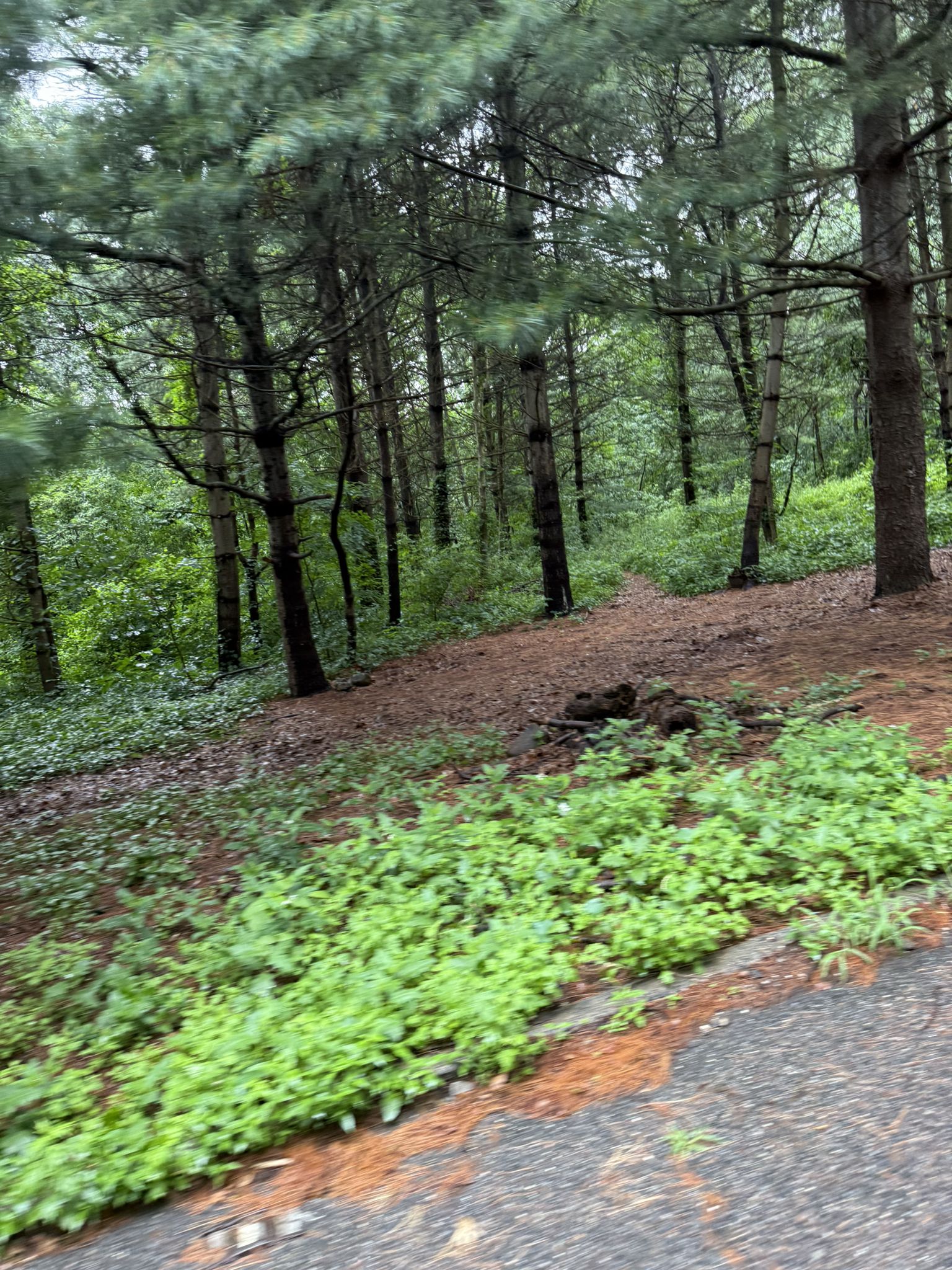 Dense forest with tall trees, green undergrowth, and a dirt path. - Forest Park Drive loop from 85th Street–Forest Parkway