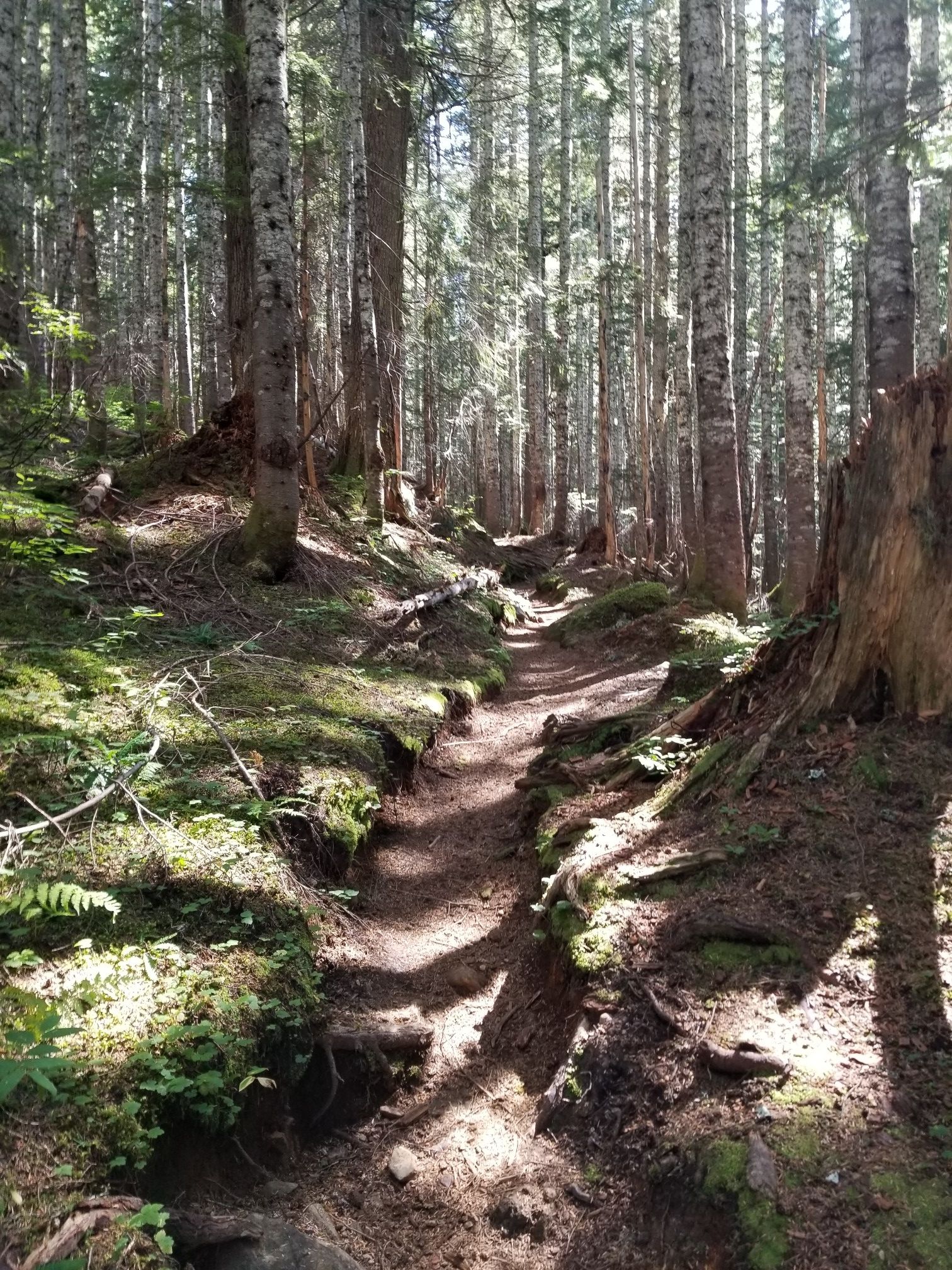 Dappled sunlight on a winding dirt path through a dense, mossy forest. - Excelsior Pass Trail