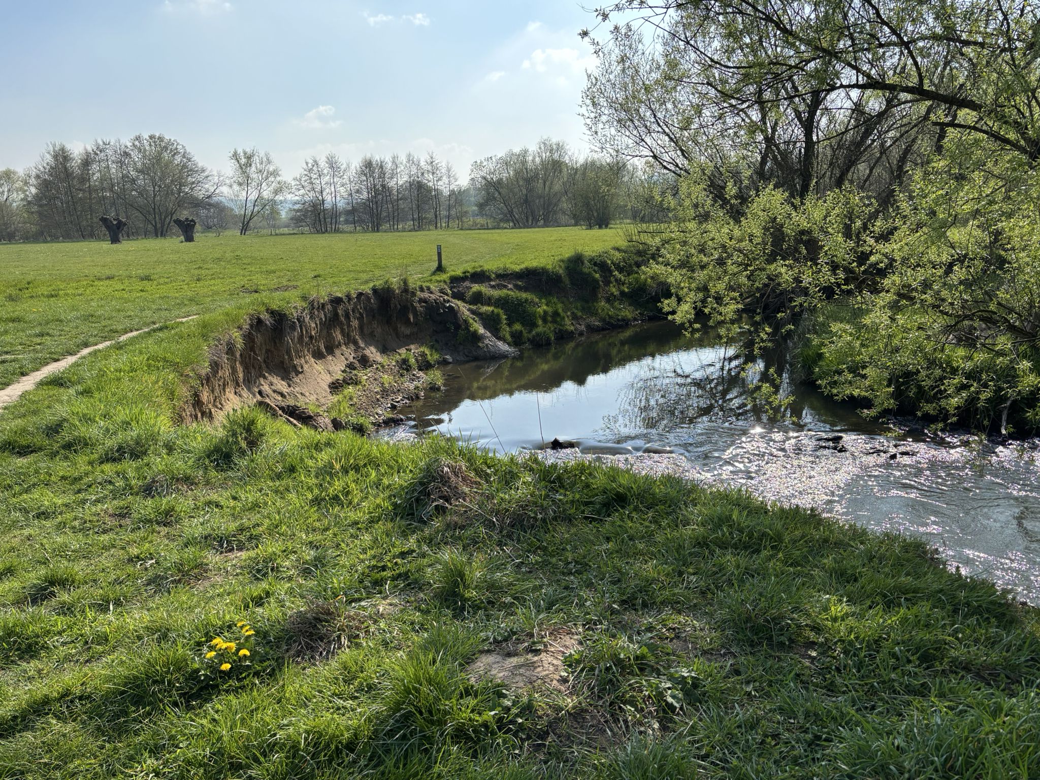 doordat de Geul hard stroomt, slijt het water in de buitenbochten de oever weg...zo ontstaat er in de buitenbocht een steile oever...