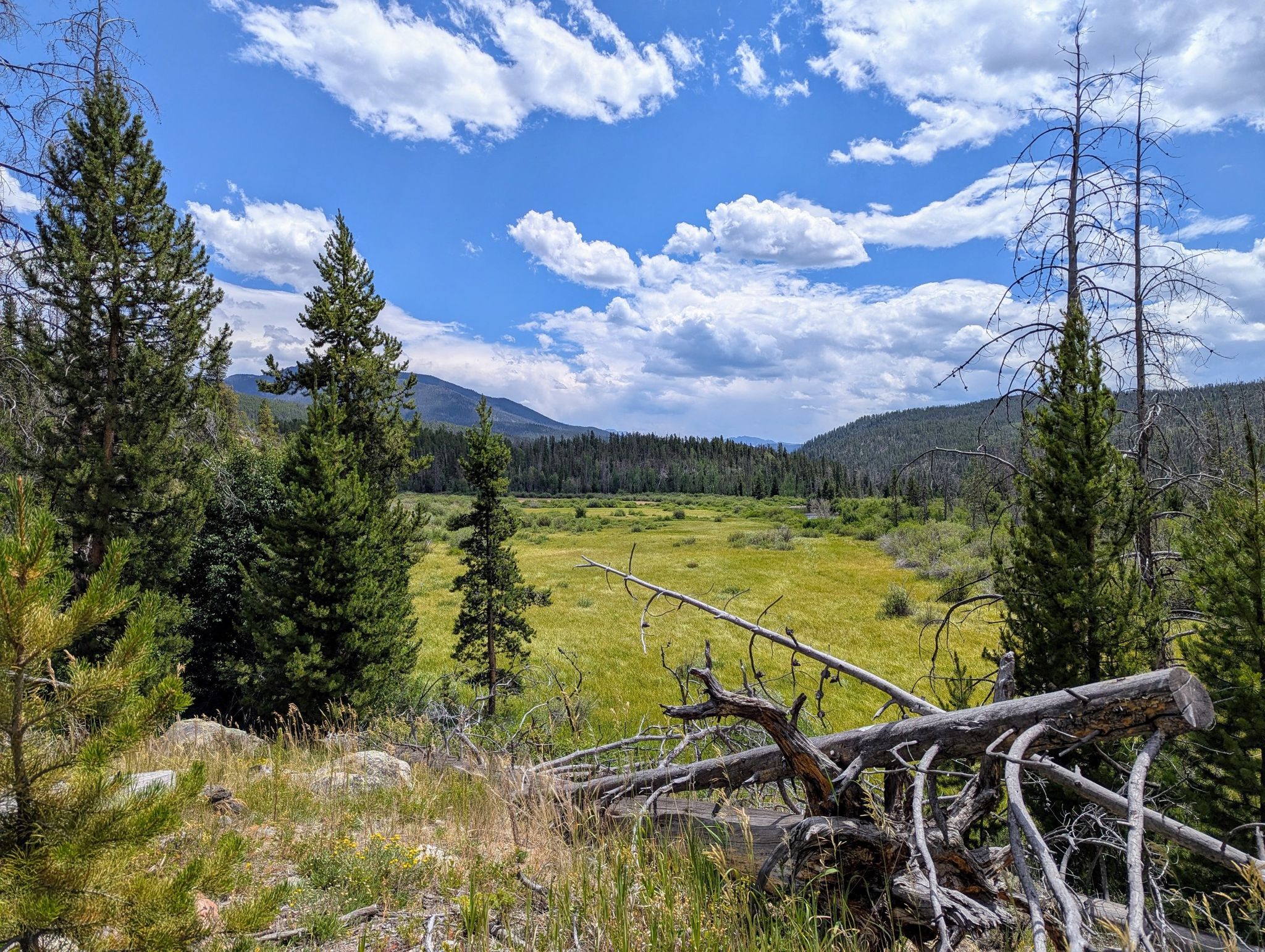 A wide, sunny green meadow surrounded by pine trees under a blue sky. - East Shore Trail