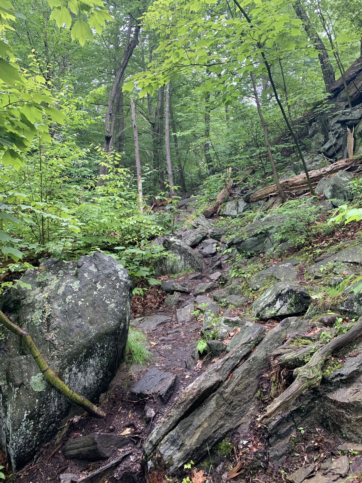 Rocky, winding forest path through lush green trees on an overcast day. - Reeves Brook Loop Trail