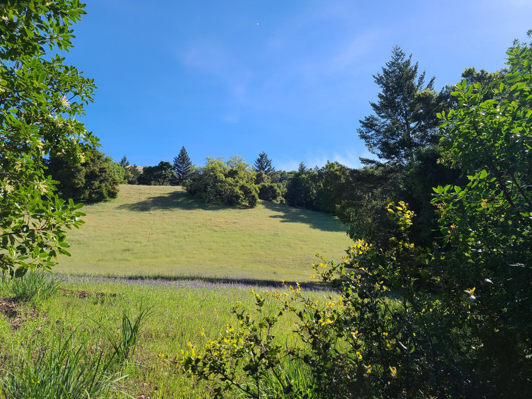 A bright green grassy hillside with trees under a clear blue sky. - Canyon Trail — Monte Bello Open Space Preserve