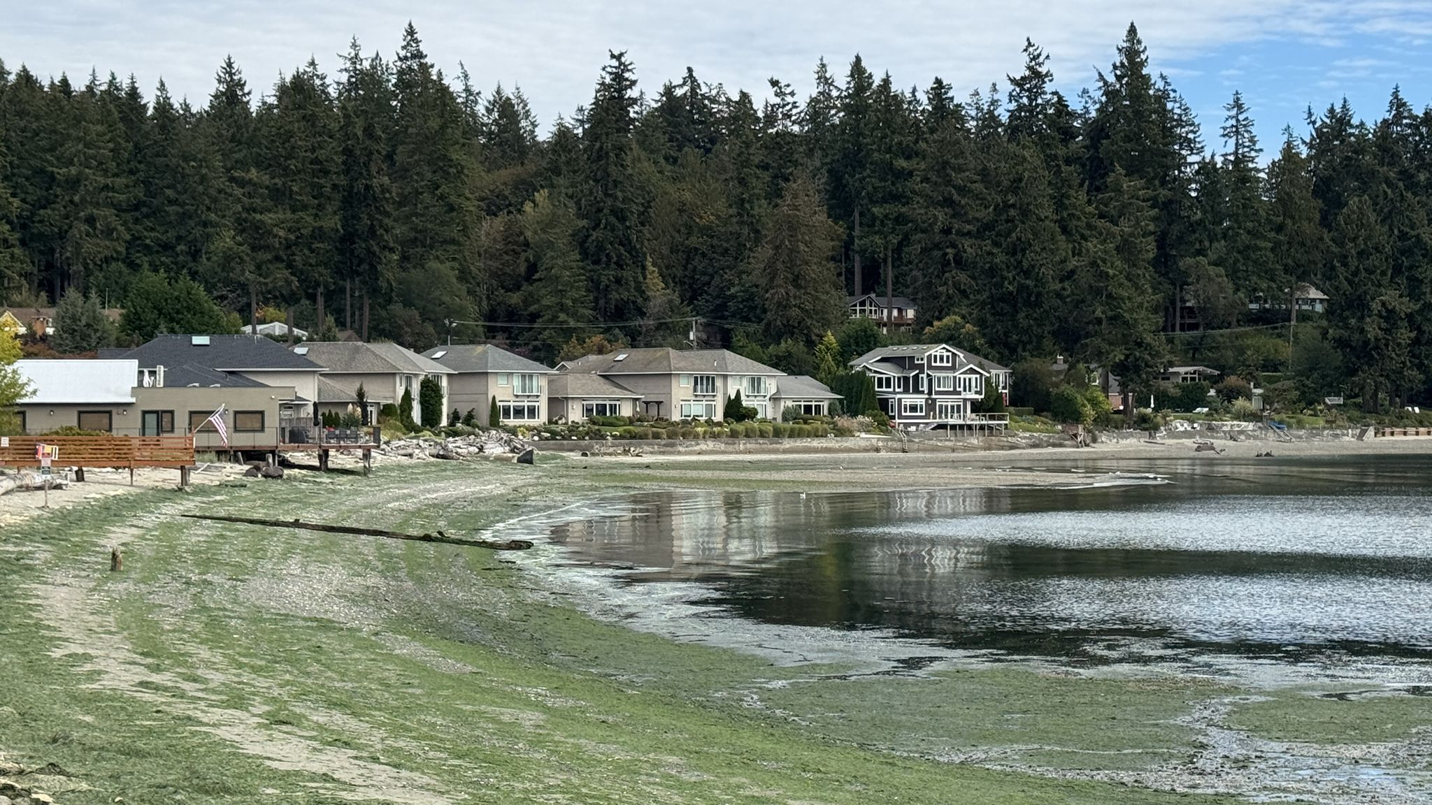 Houses along a forested shoreline next to a wide tidal flat with green algae. - Hall Hill Labyrinth – Point White Pier loop from Bainbridge Island Japanese American Exclusion Memorial