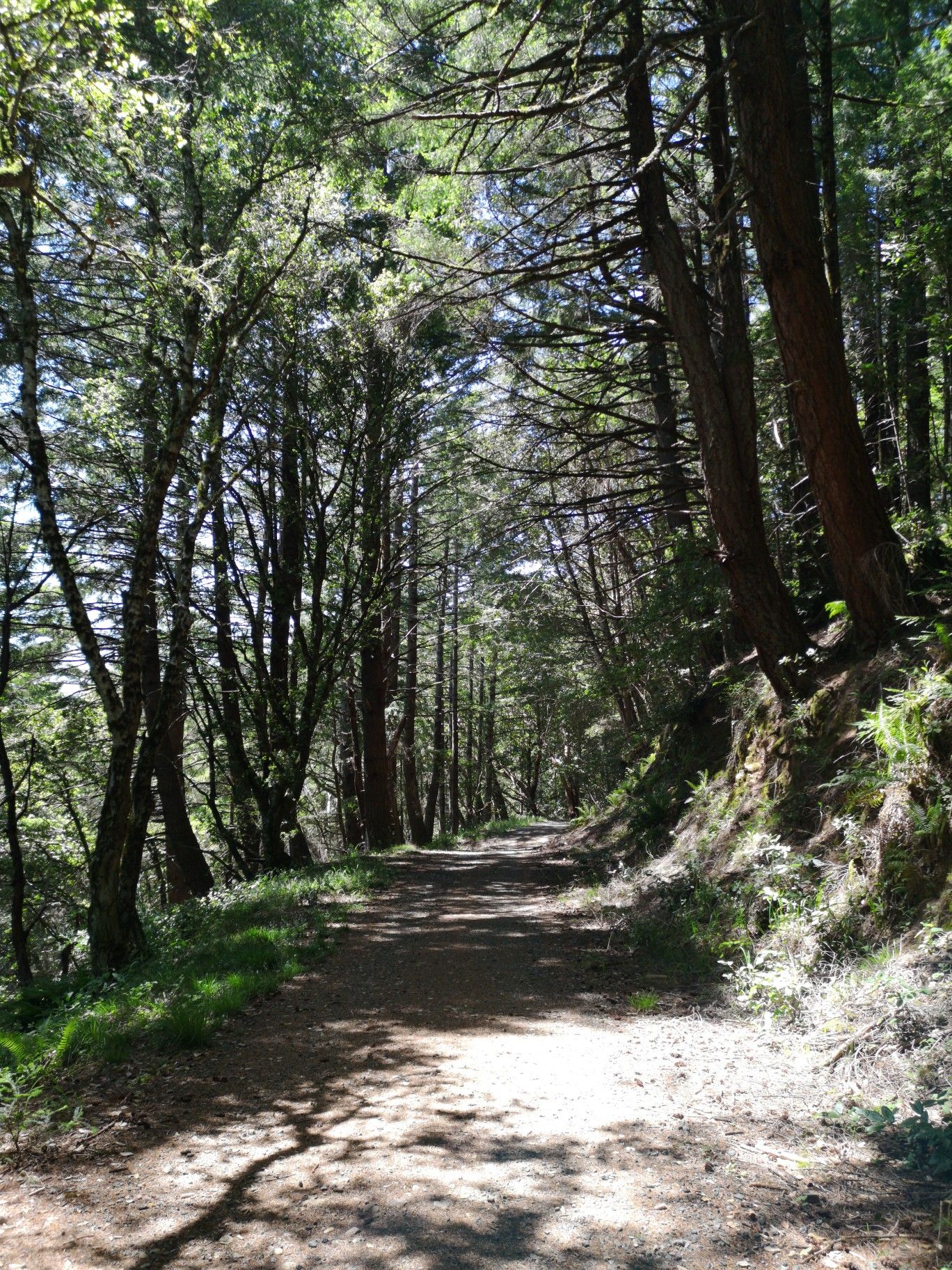 A wide dirt path winds through a sun-dappled forest of tall trees. - Sierra Morena, Gordon Mill, Timberview, and Steam Donkey Loop
