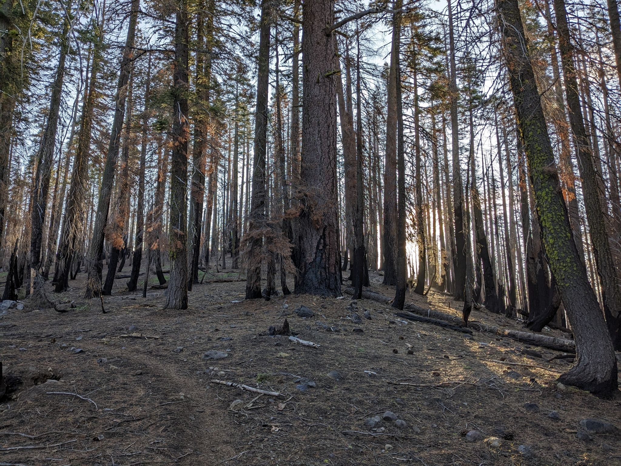 Tall, charred tree trunks stand in a burnt forest with sunlit ground. - Pacific Crest Trail: California Section N