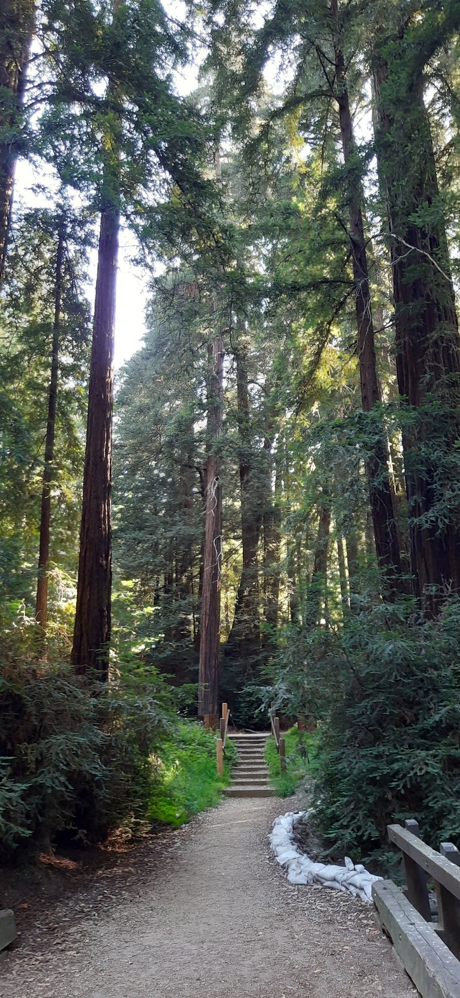 Tall redwood trees towering over a dirt path with wooden steps. - Pfeiffer Falls and Valley View Trail