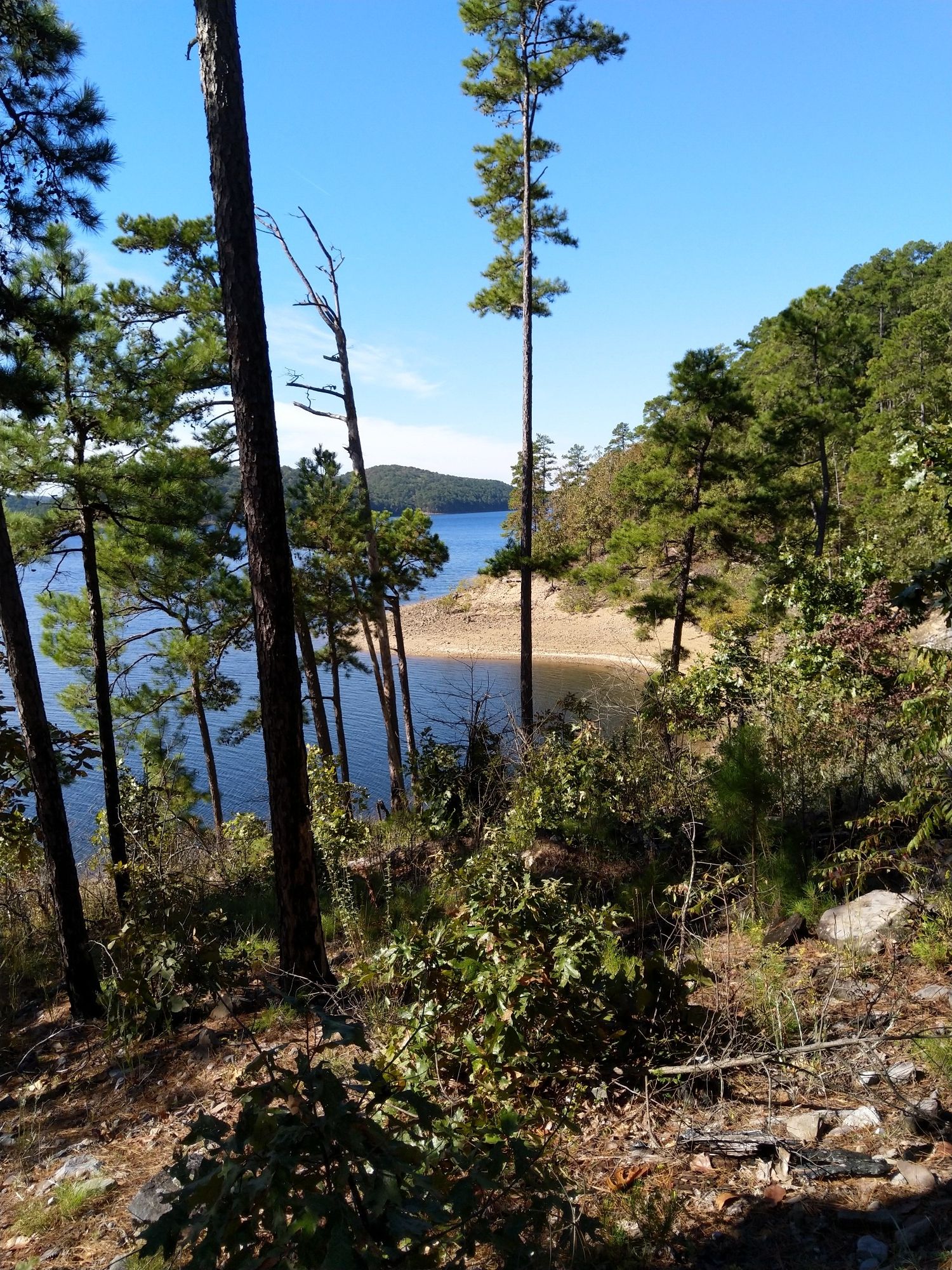 Tall pine trees frame a calm lake cove with a rocky shoreline. - Lake Ouachita State Park loop from Lake Ouachita State Park