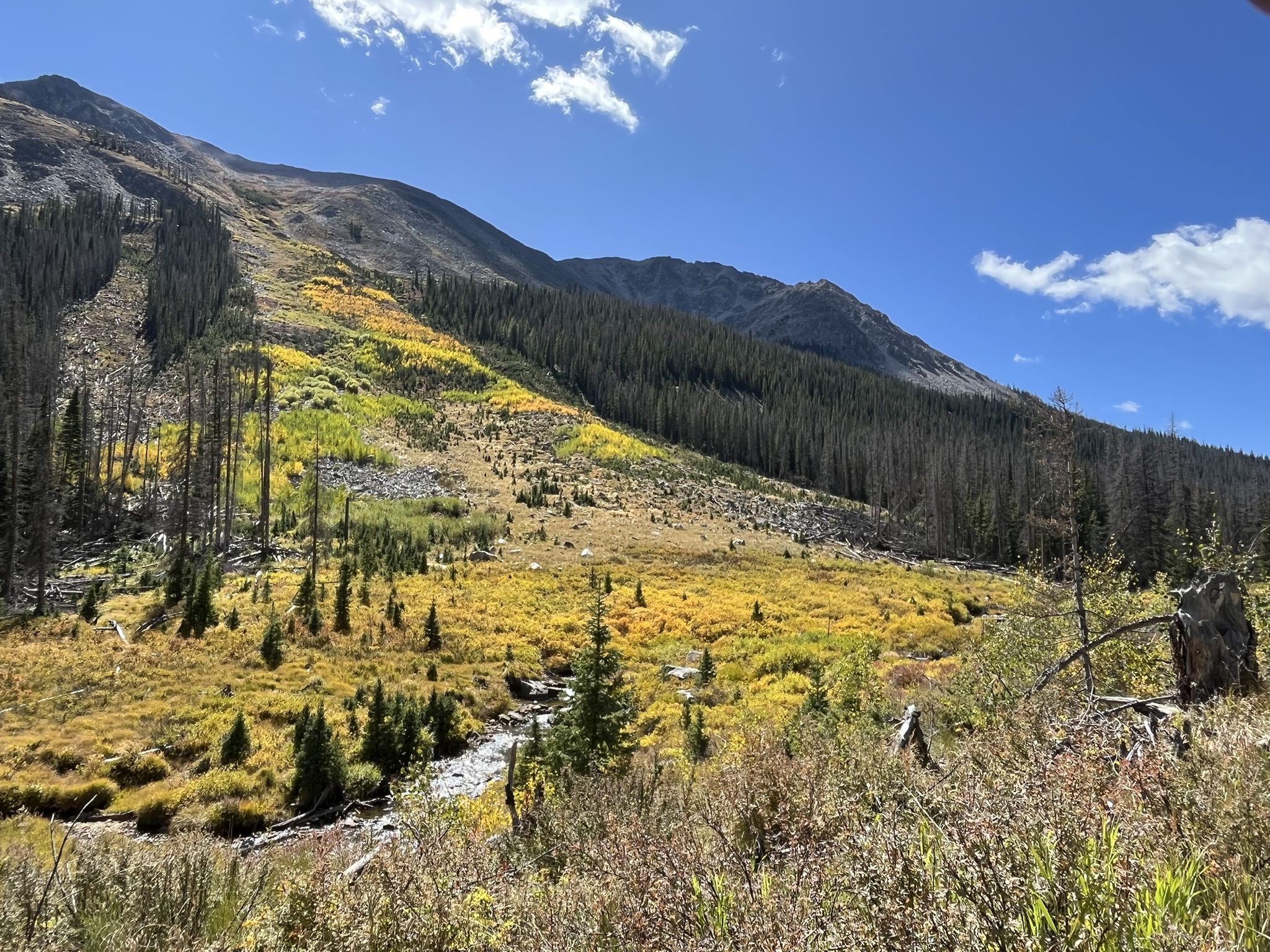 Mountain slope covered in green and golden autumn trees under a bright blue sky. - Buena Vista to Tincup OHV Route