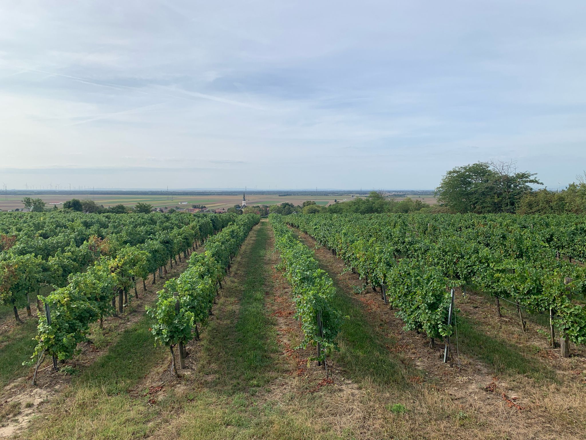 Weinberge Bockfließ