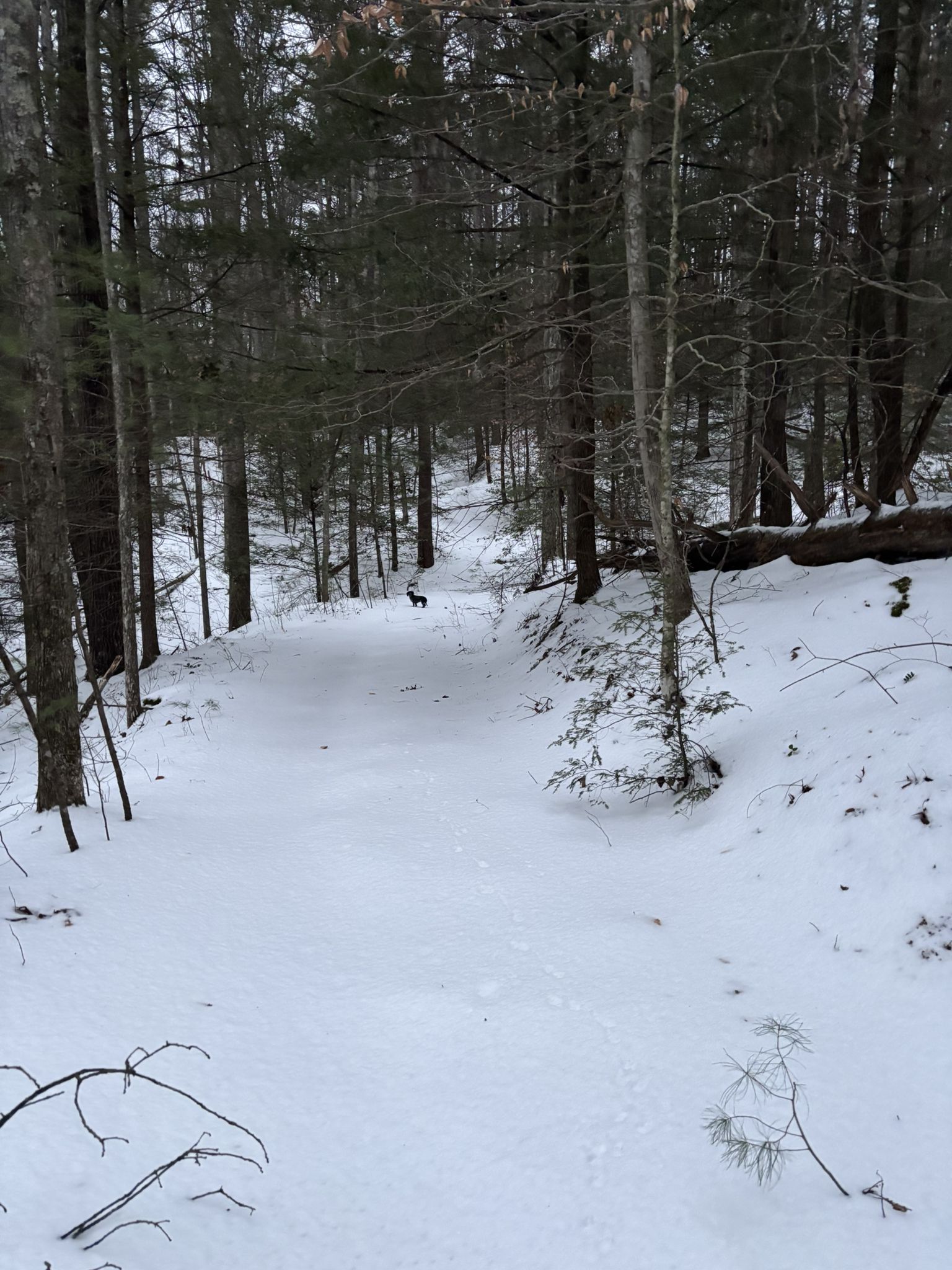 A snow-covered forest path with a small dark animal in the distance. - Rock Bridge – Creation Falls loop from Dog Fork Falls