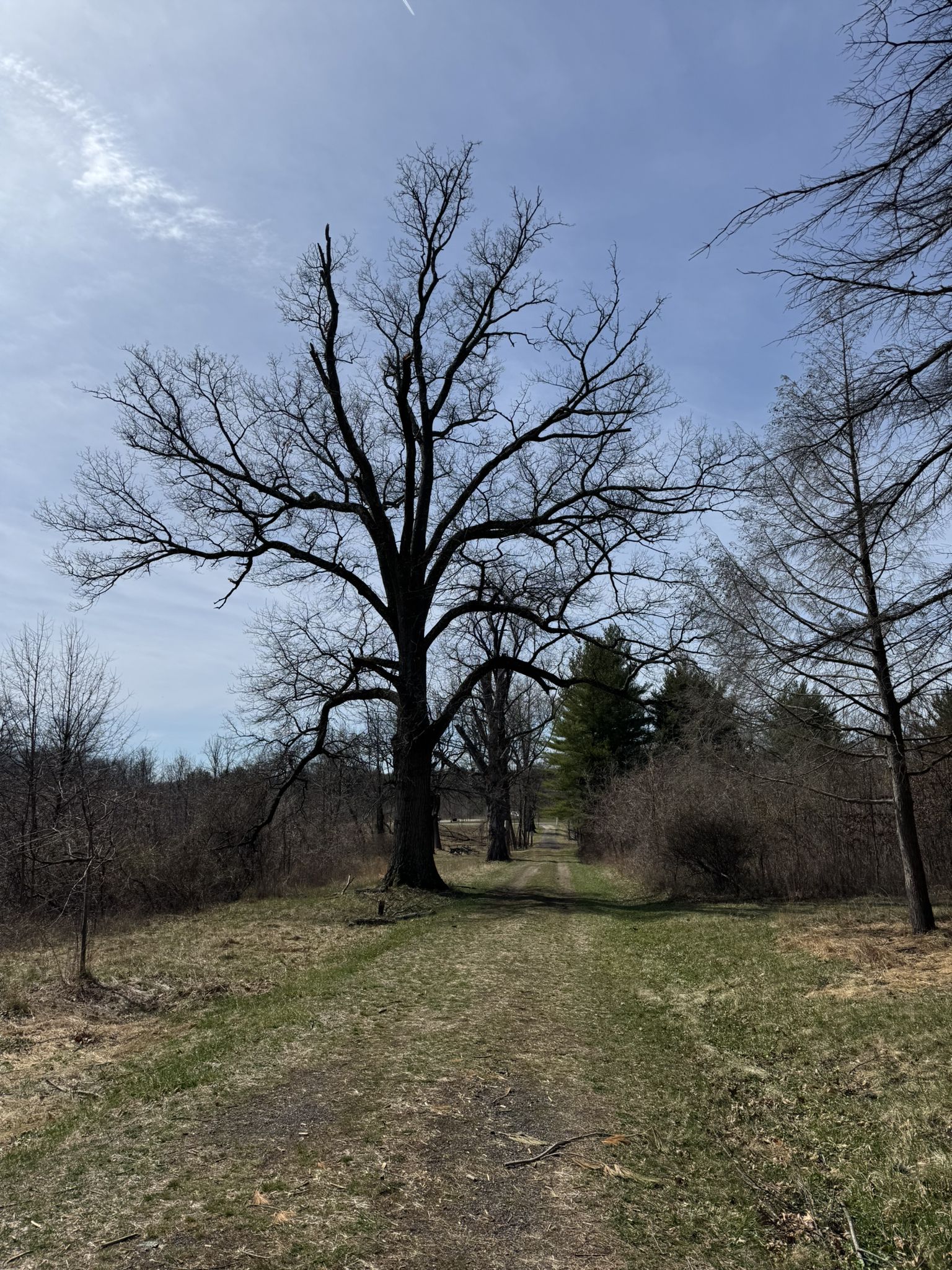 A dirt path leads past a large bare tree under a bright sky. - Audubon Loop Trail