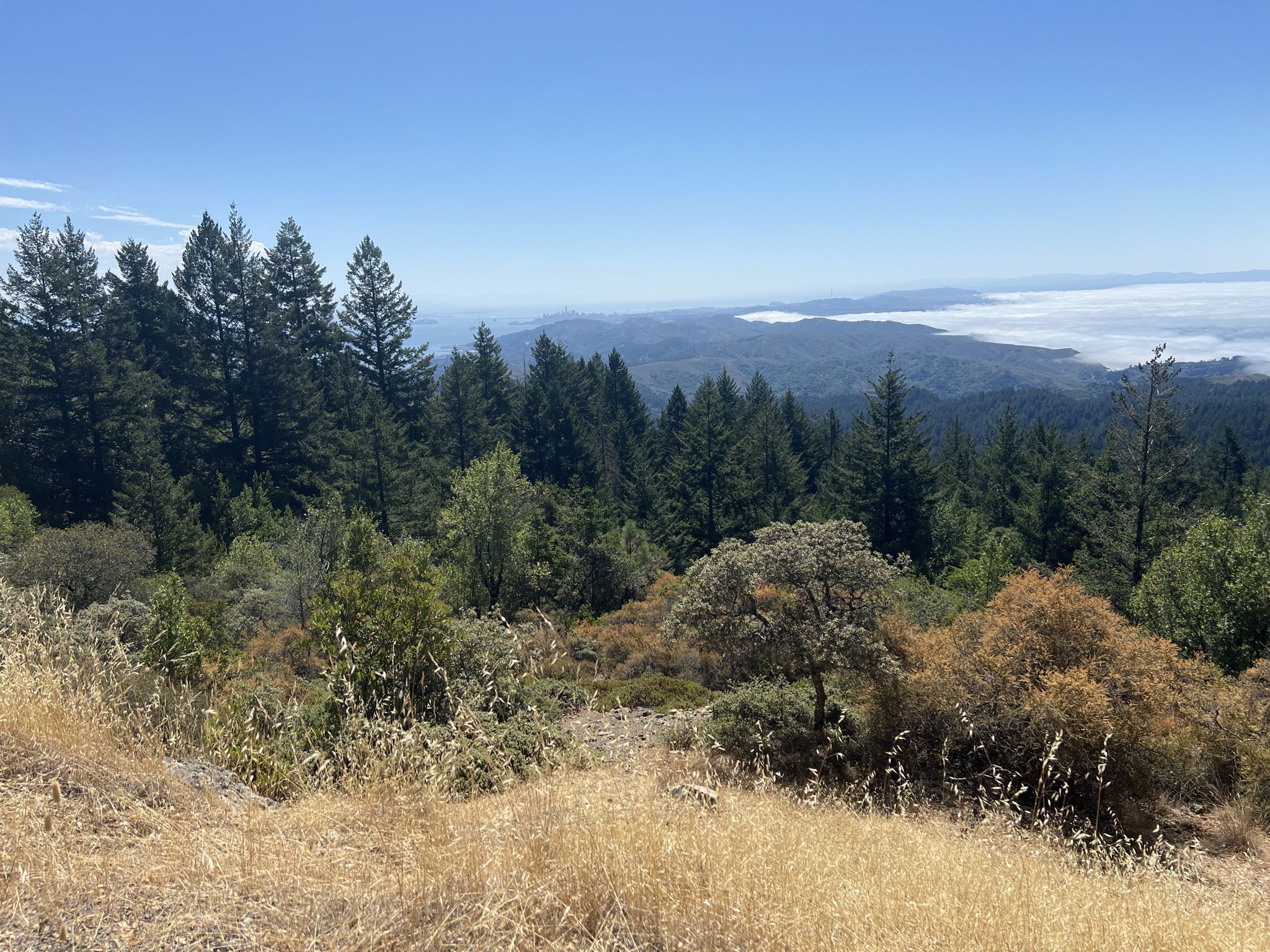 Dense forest and dry grass overlooking a valley filled with low clouds. - Pantoll Road – Mount Tamalpais Summits loop from Muir Woods National Monument