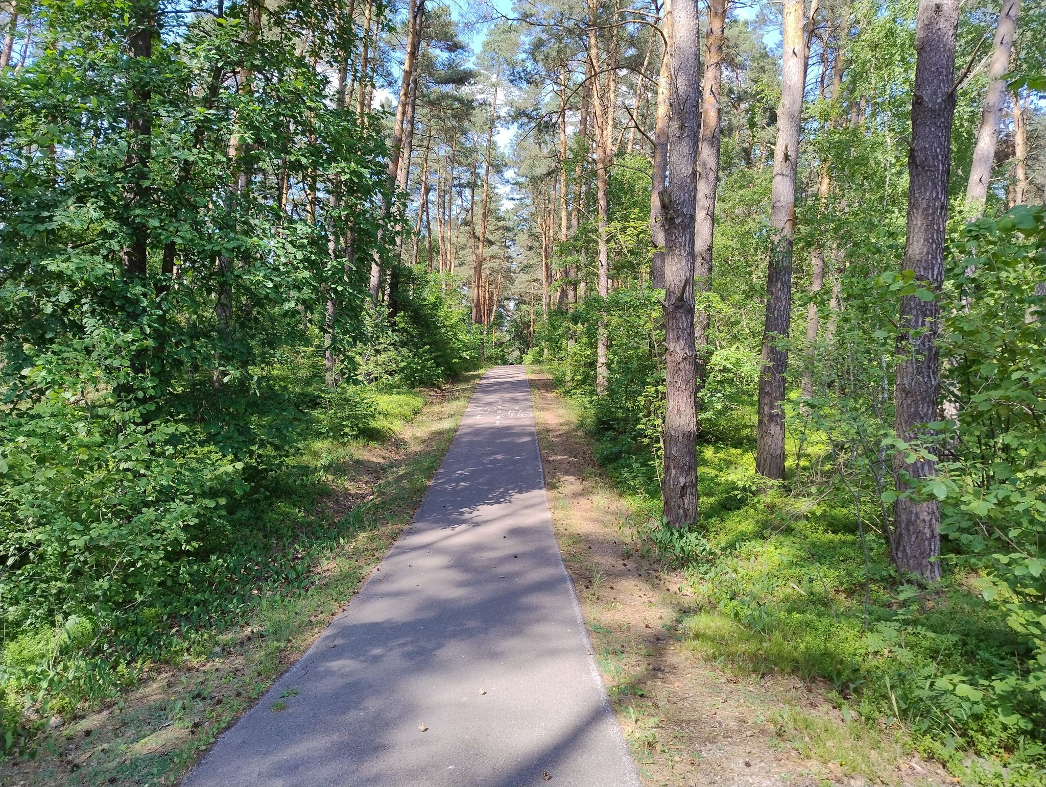 leśna ścieżka
