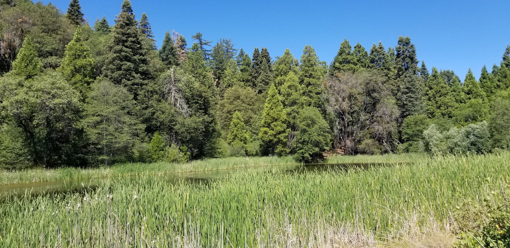 A lush green wetland with a pond, backed by a dense forest under blue sky. - Thunder Spring and Chimney Flats Loop
