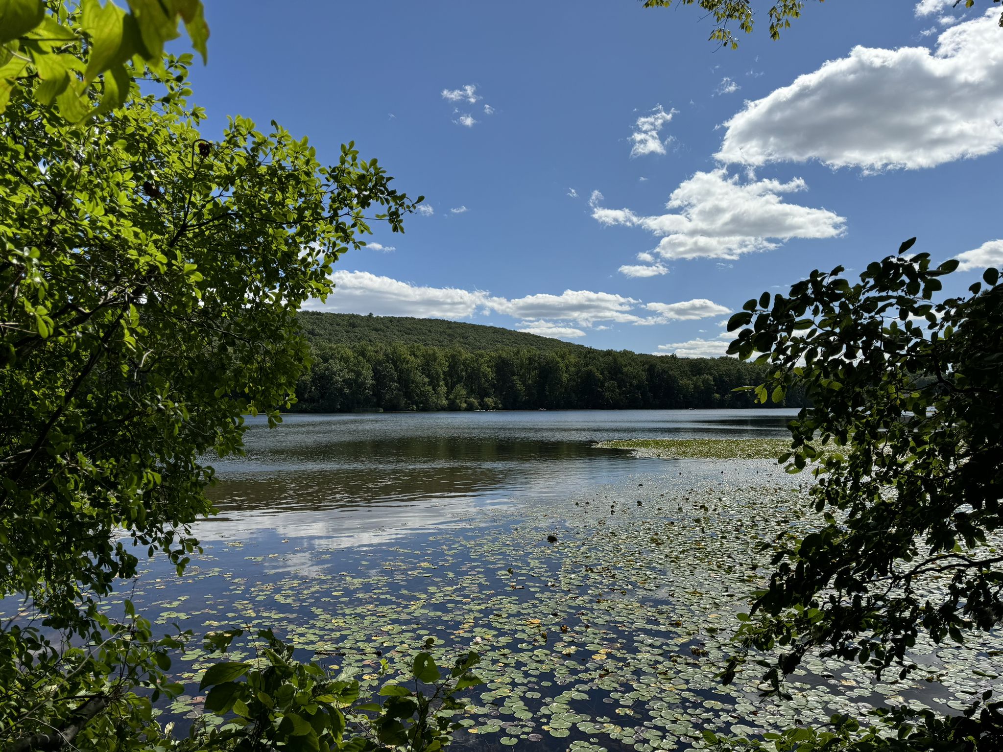 Sunny lake with lily pads, surrounded by lush green trees and hills. - Lenape/Mill Creek/Hopewell Furnace