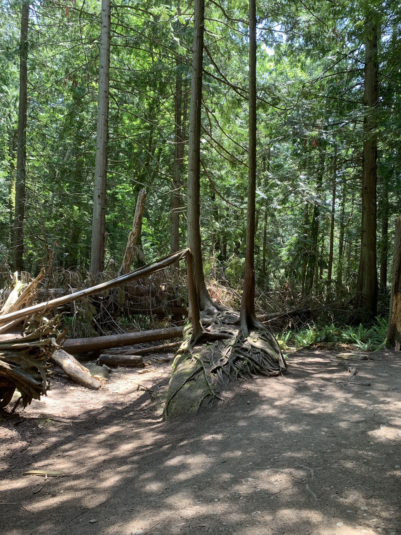 Exposed tree roots and fallen logs line a sun-dappled forest path. - Fragrance Lake Trail