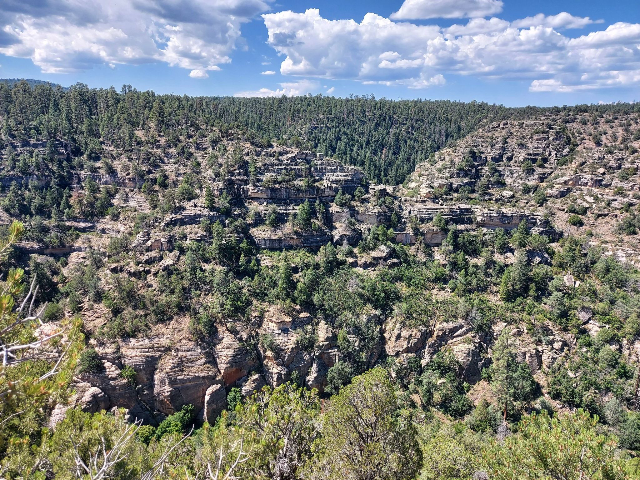 A deep, forested canyon with rocky cliffs under a bright, cloudy sky. - Rim Trail