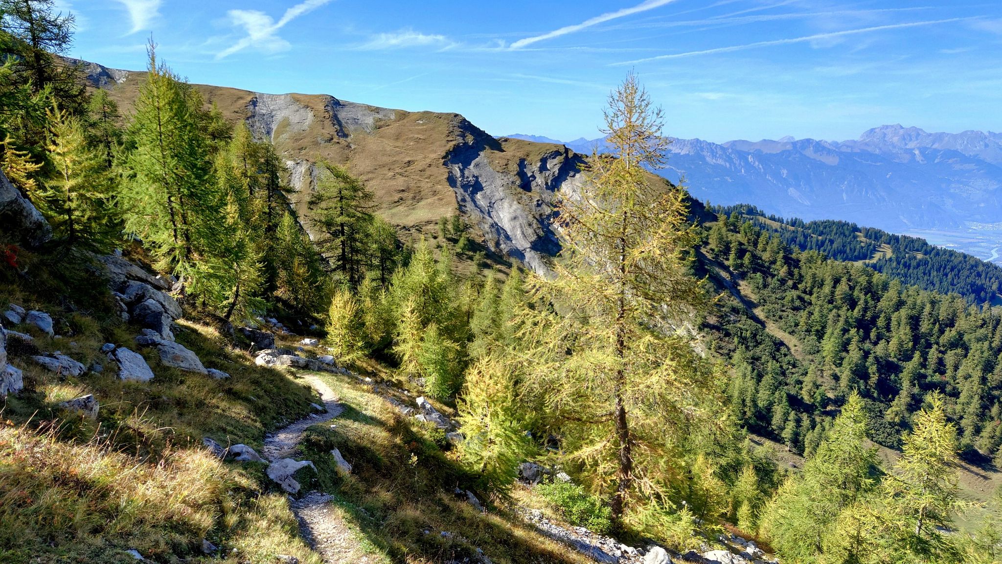 Lärchengold schon fortgeschritten 👍🏻