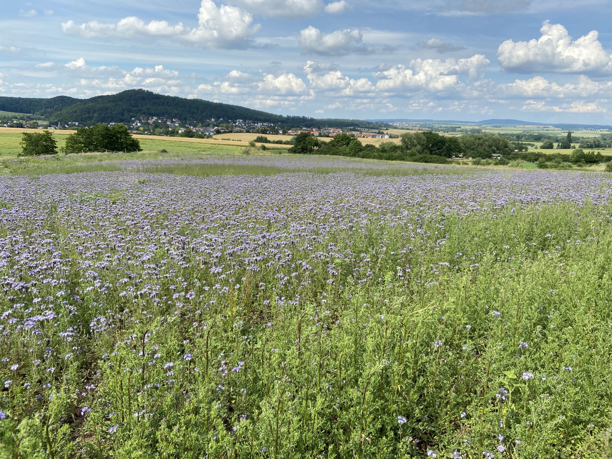 Phazelien-Feld - Gründüngung