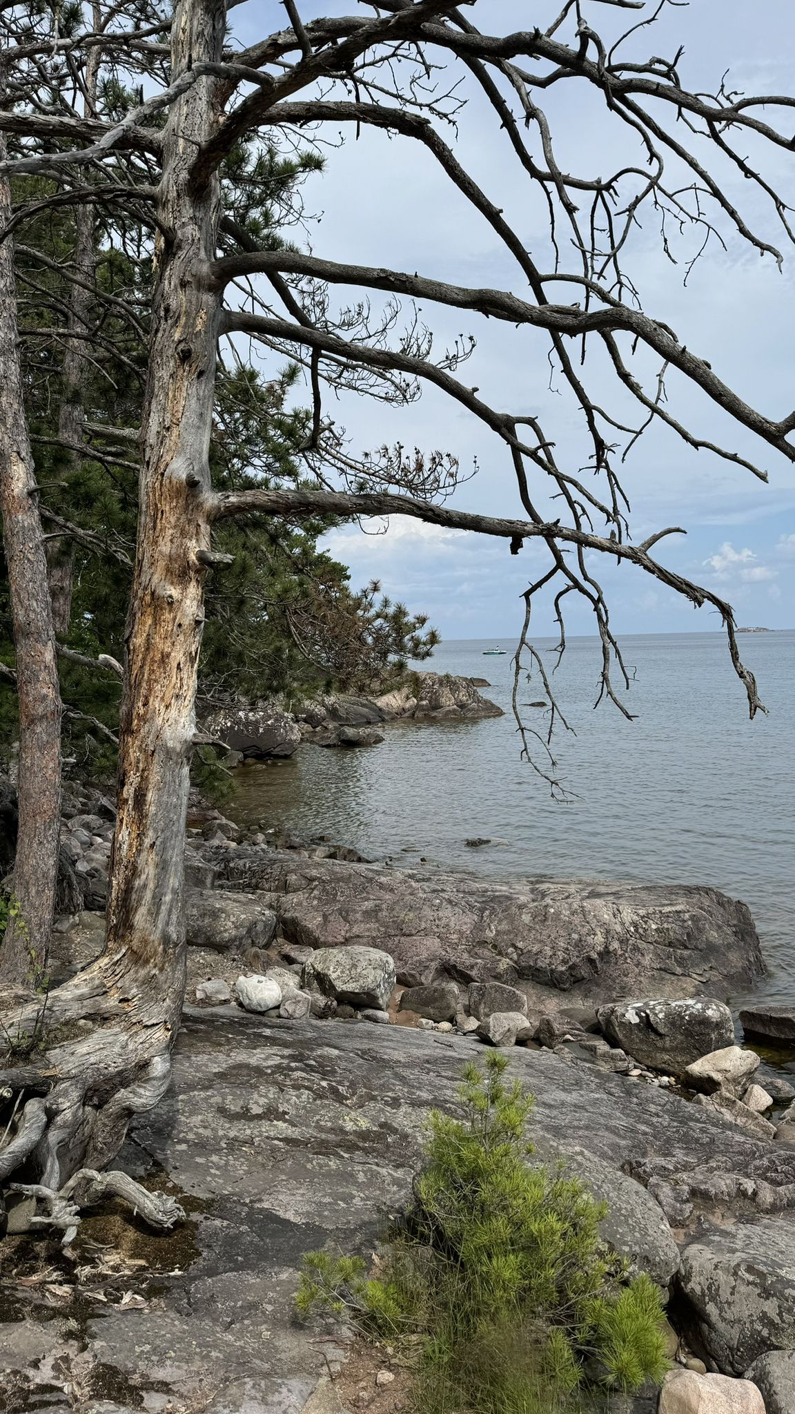 Gnarled trees overlook a rocky shoreline with calm water under a cloudy sky. - Shoreline Trail
