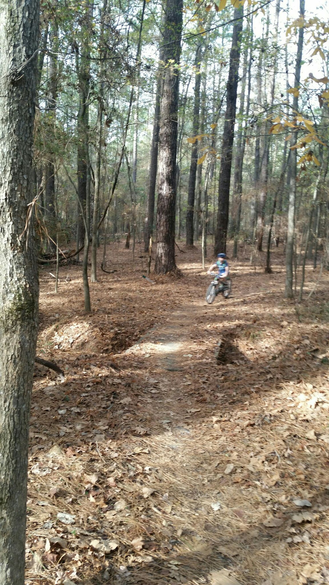 Person riding a dirt bike on a sun-dappled forest trail. - Ridgeland Mountain Bike Trails