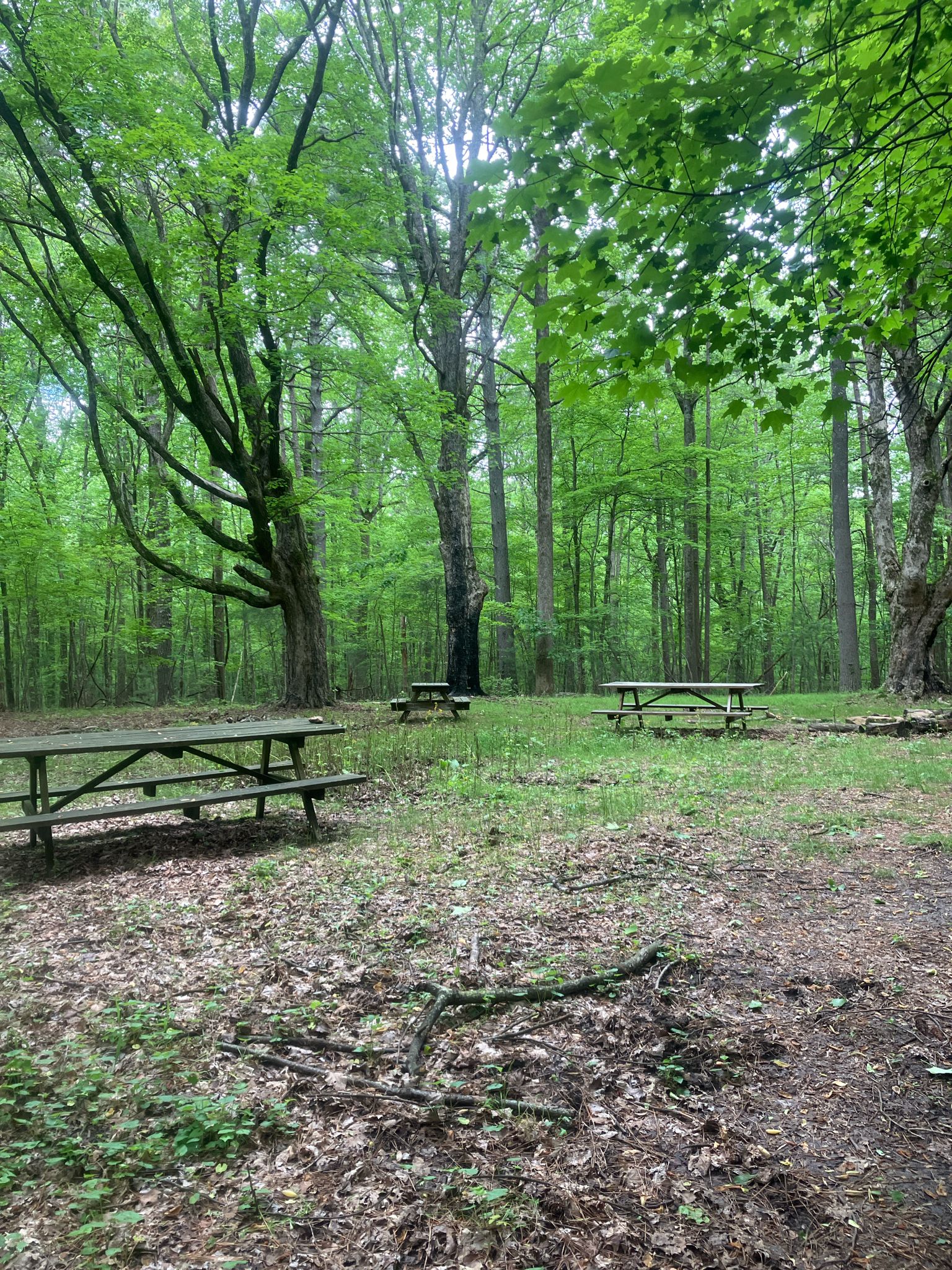 A forest clearing with several wooden picnic tables under green trees. - Otey View loop from St. Andrew's-Sewanee School