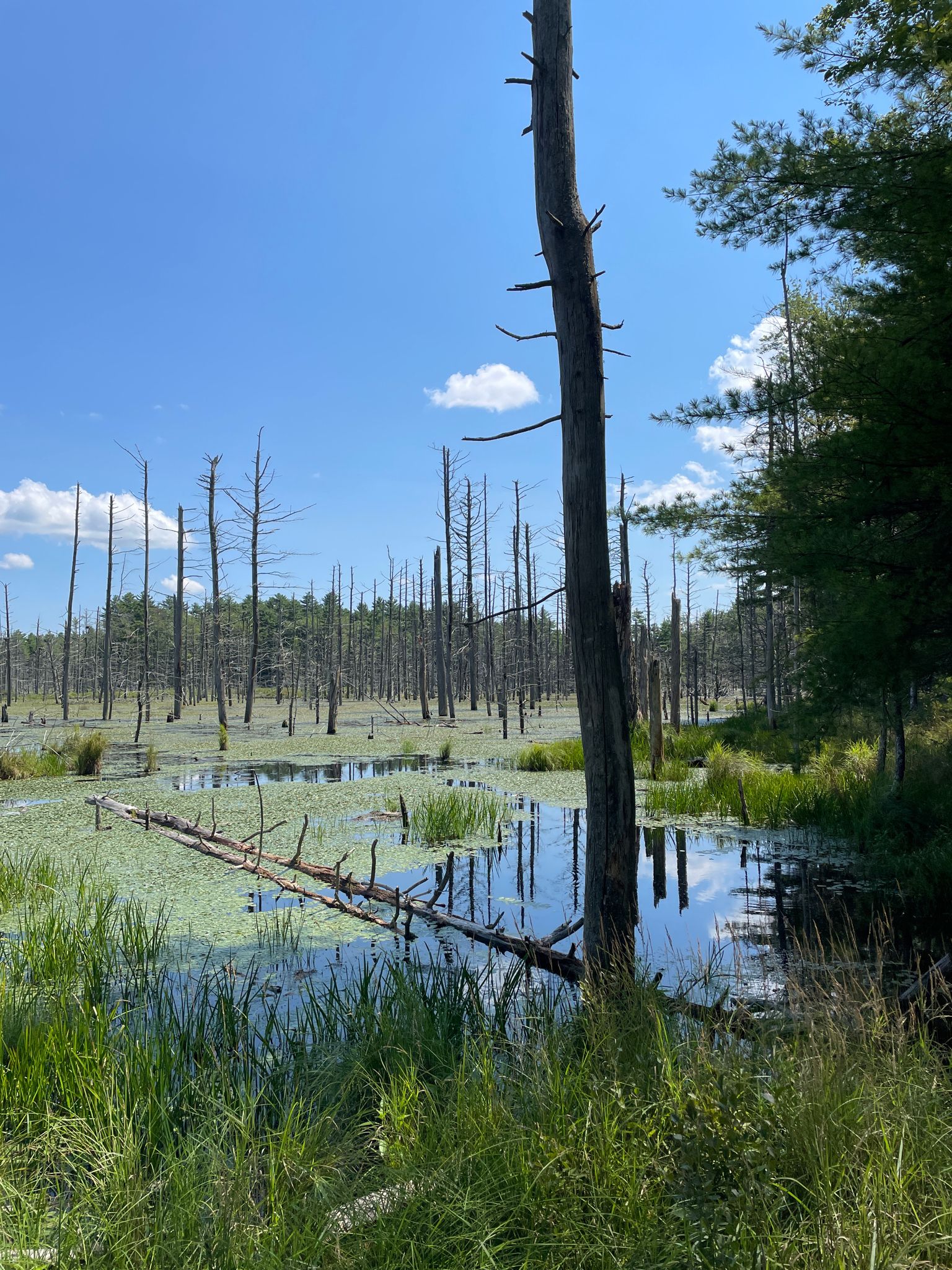Sunny wetland with many bare tree trunks standing in water and green plants. - Thayer Brook Mill Trail, Ridge Runner Trail, and Outback Trail