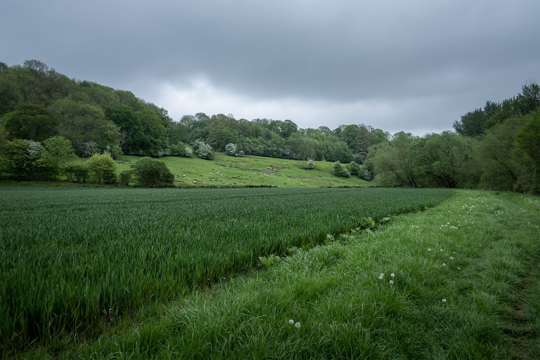 Kingswood Common